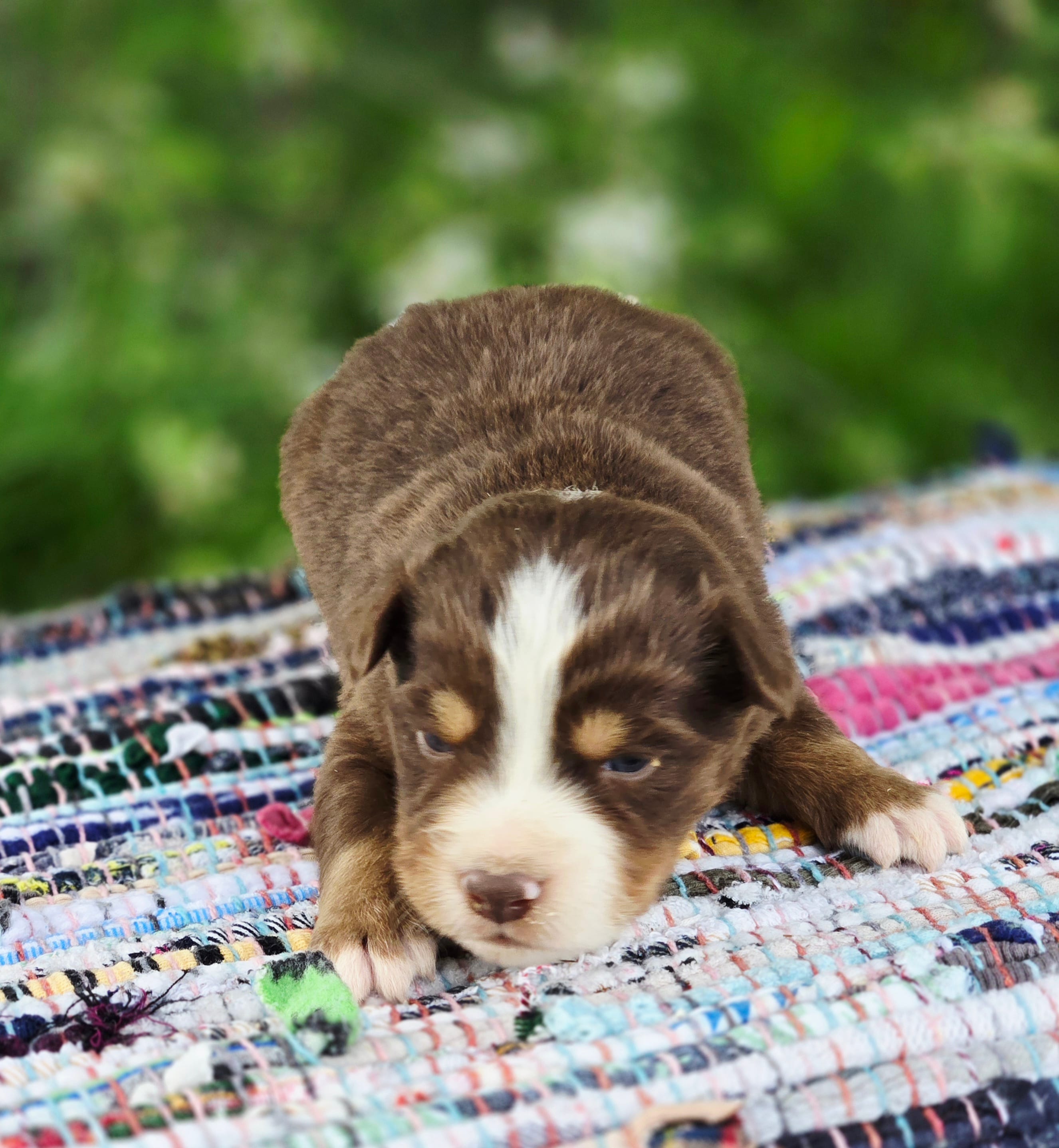 Rowan  – Australian Shepherd, Miniature Australian Shepherd puppy for sale in Lewis, IN