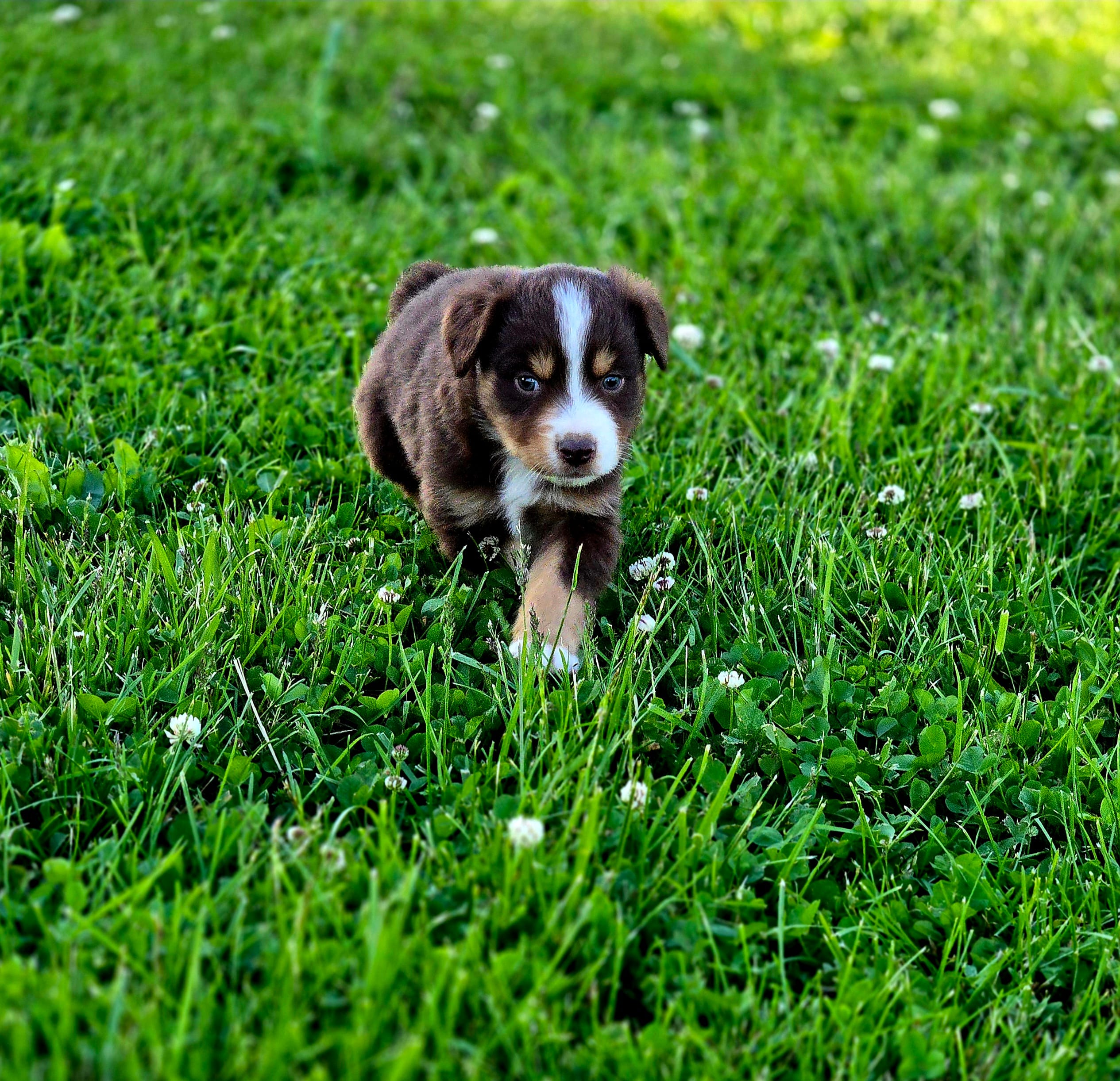 Rowan  – Australian Shepherd, Miniature Australian Shepherd puppy for sale in Lewis, IN