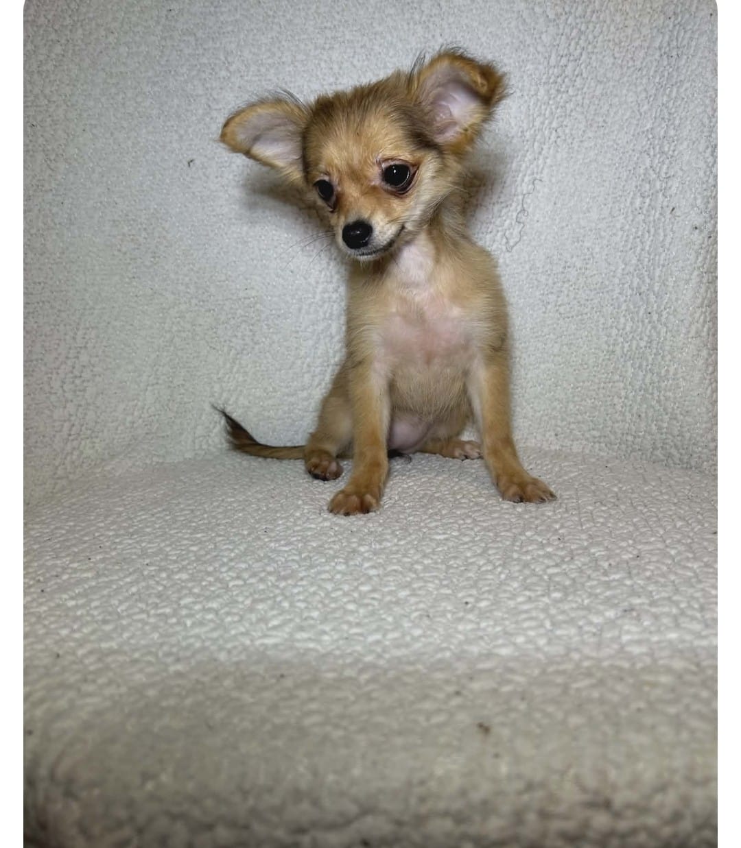 Bella  – Chihuahua, Pomchi puppy for sale in Branford, FL