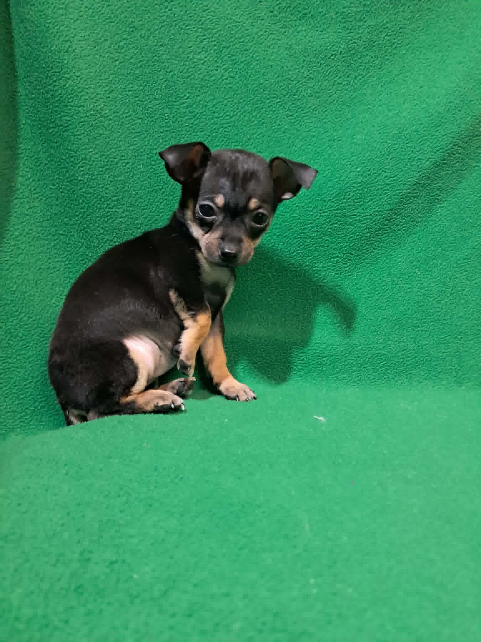 ida – Chihuahua puppy for sale in Branford, FL
