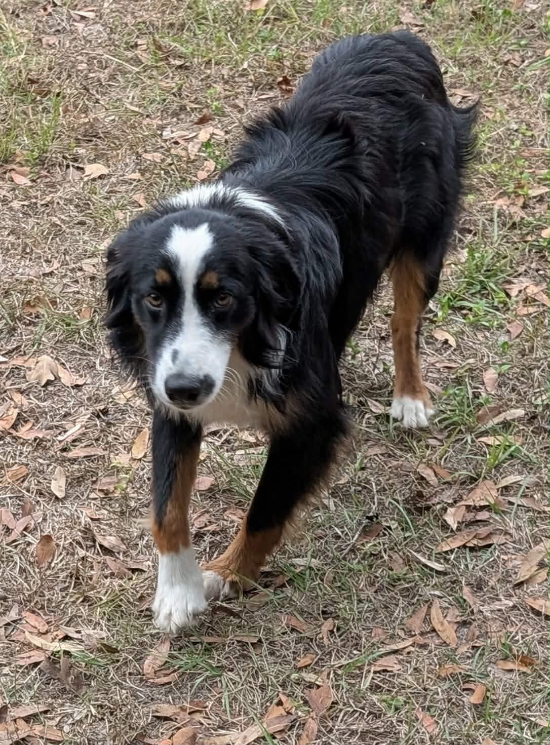 Oliver  – Miniature Australian Shepherd puppy for sale in Branford, FL