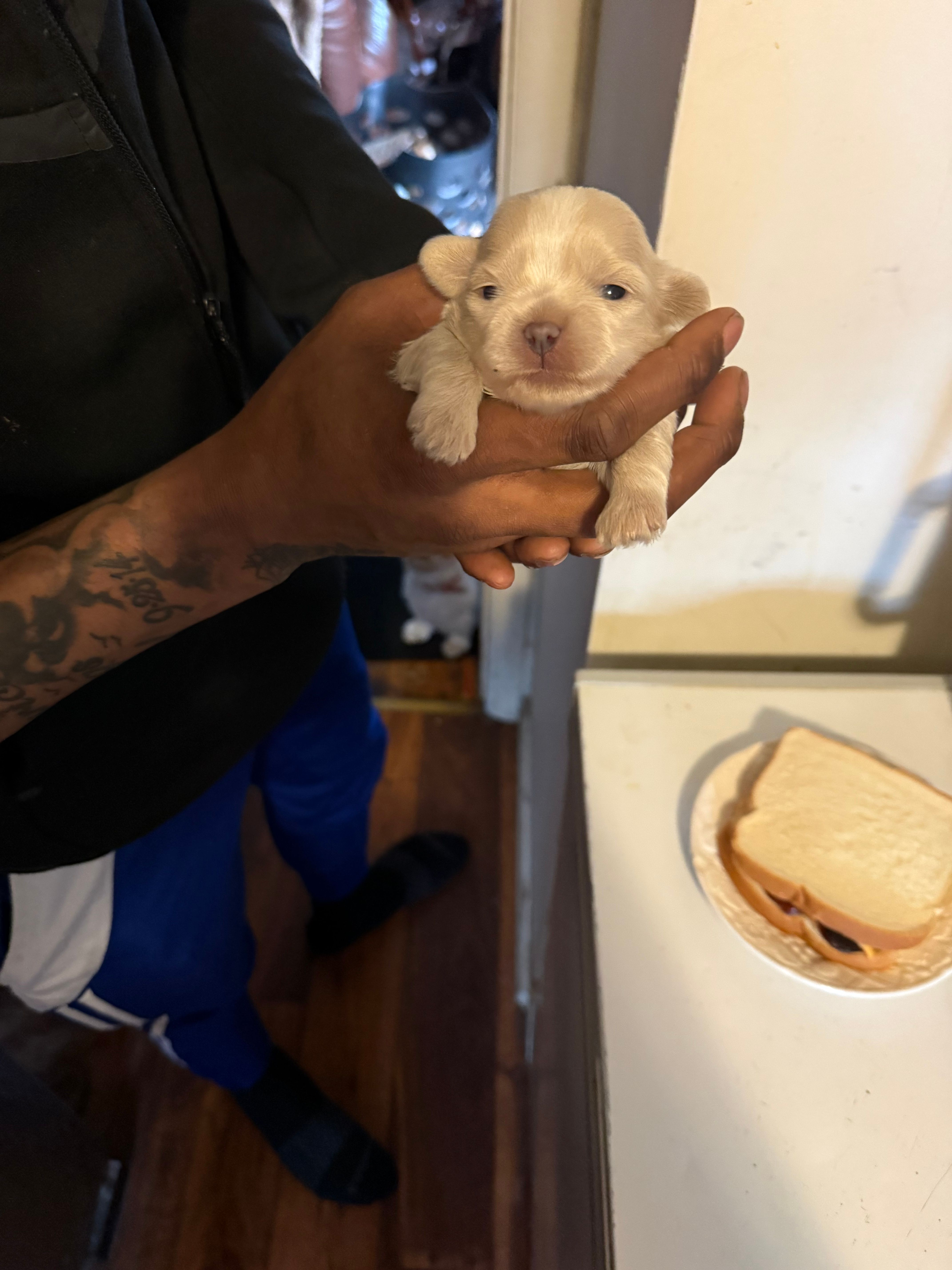 Puppy  – Shih Tzu puppy for sale in Flint, MI