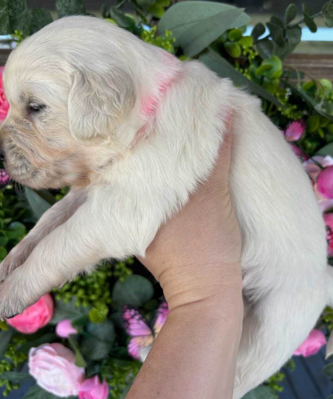 Female 4  – English Cream Golden Retriever puppy for sale in Leoma, TN