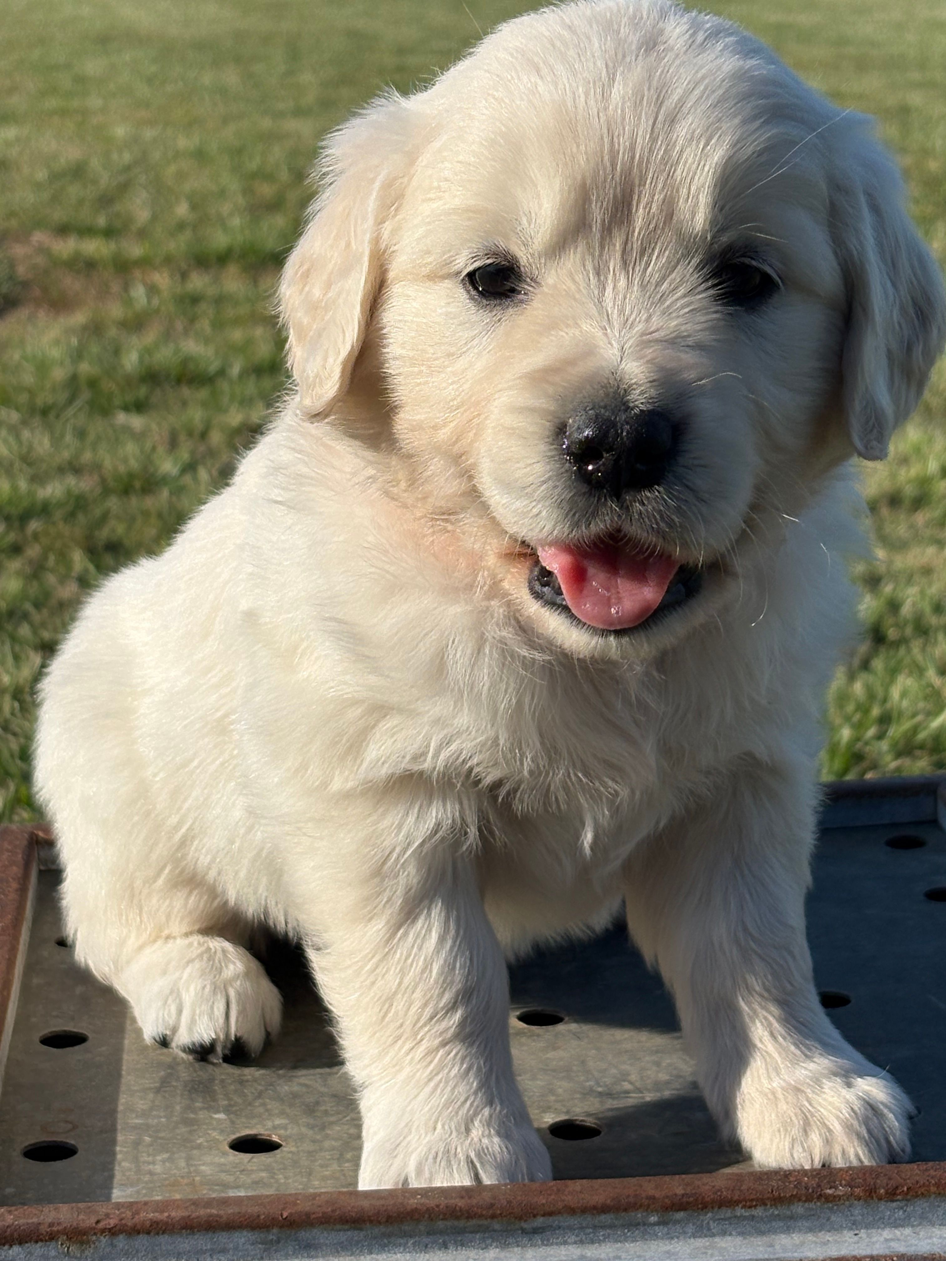Orange Girl – Golden Retriever puppy for sale in Leoma, TN