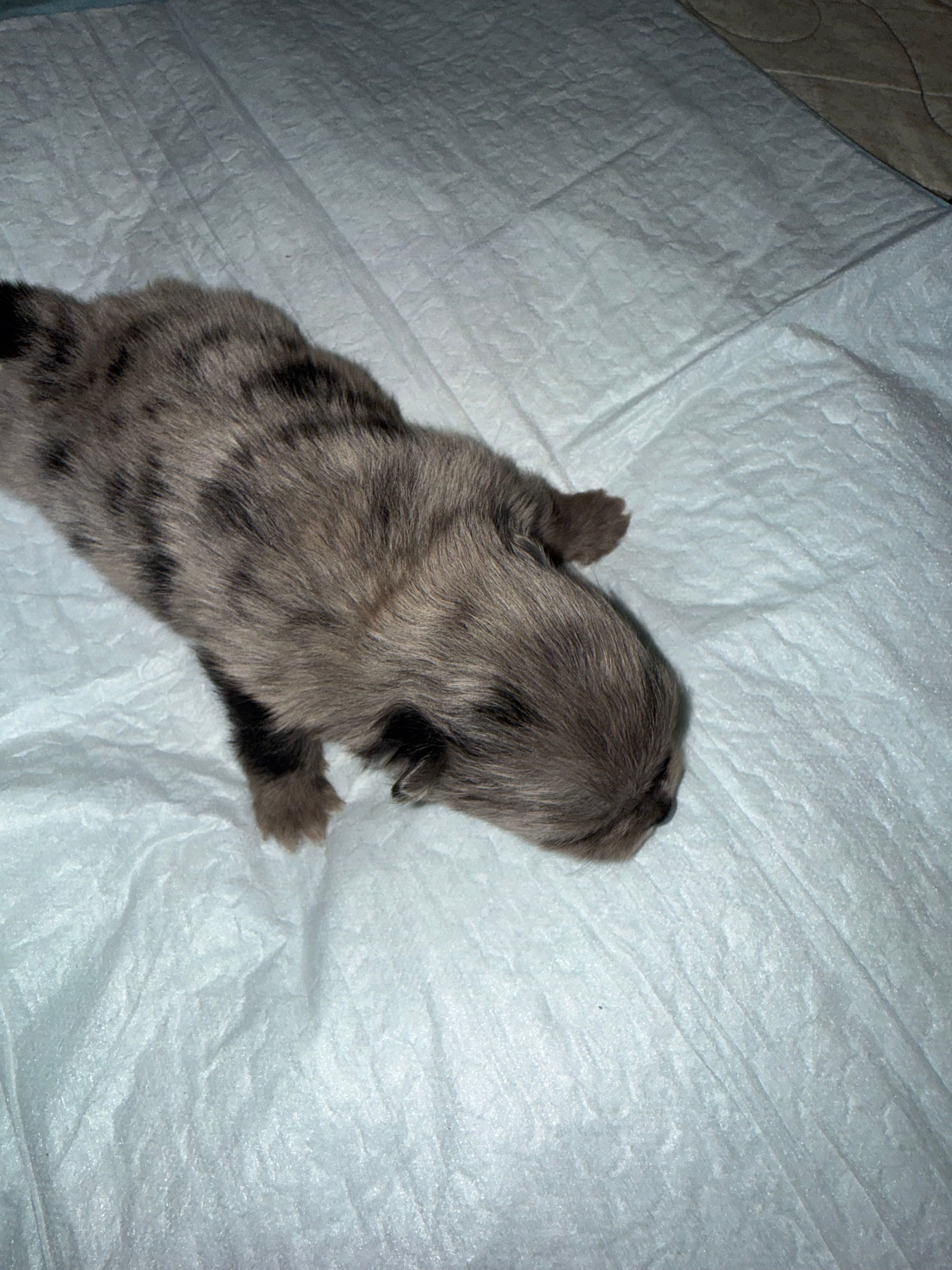 AKC Blue Merle with tan points – Pomeranian puppy for sale in Ash Flat, AR