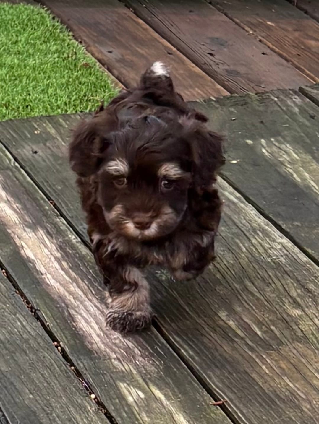 Charlie – Havanese puppy for sale in Magnolia, TX
