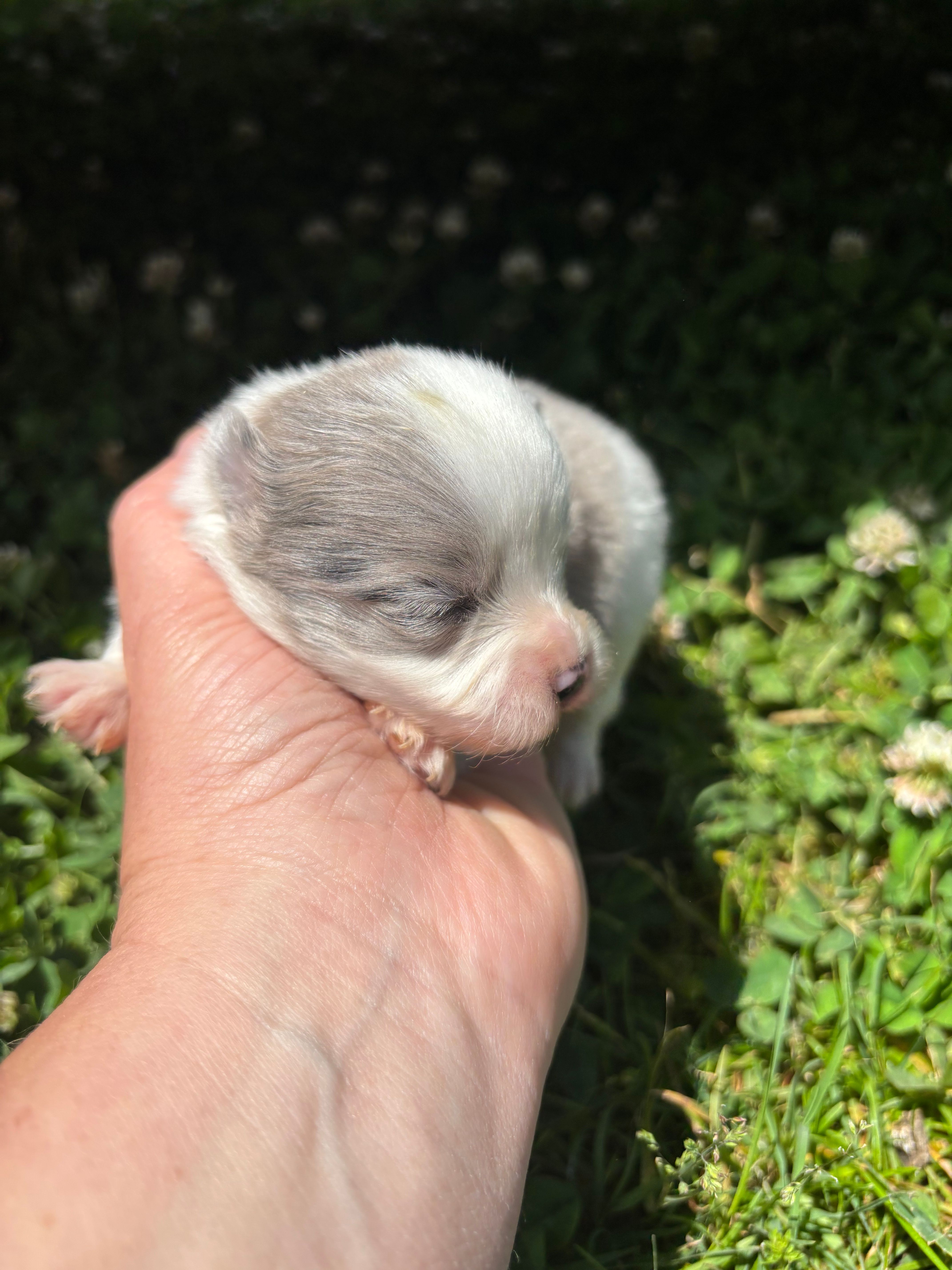 Ckc blue Merle 2  – Pomeranian puppy for sale in Trion, GA