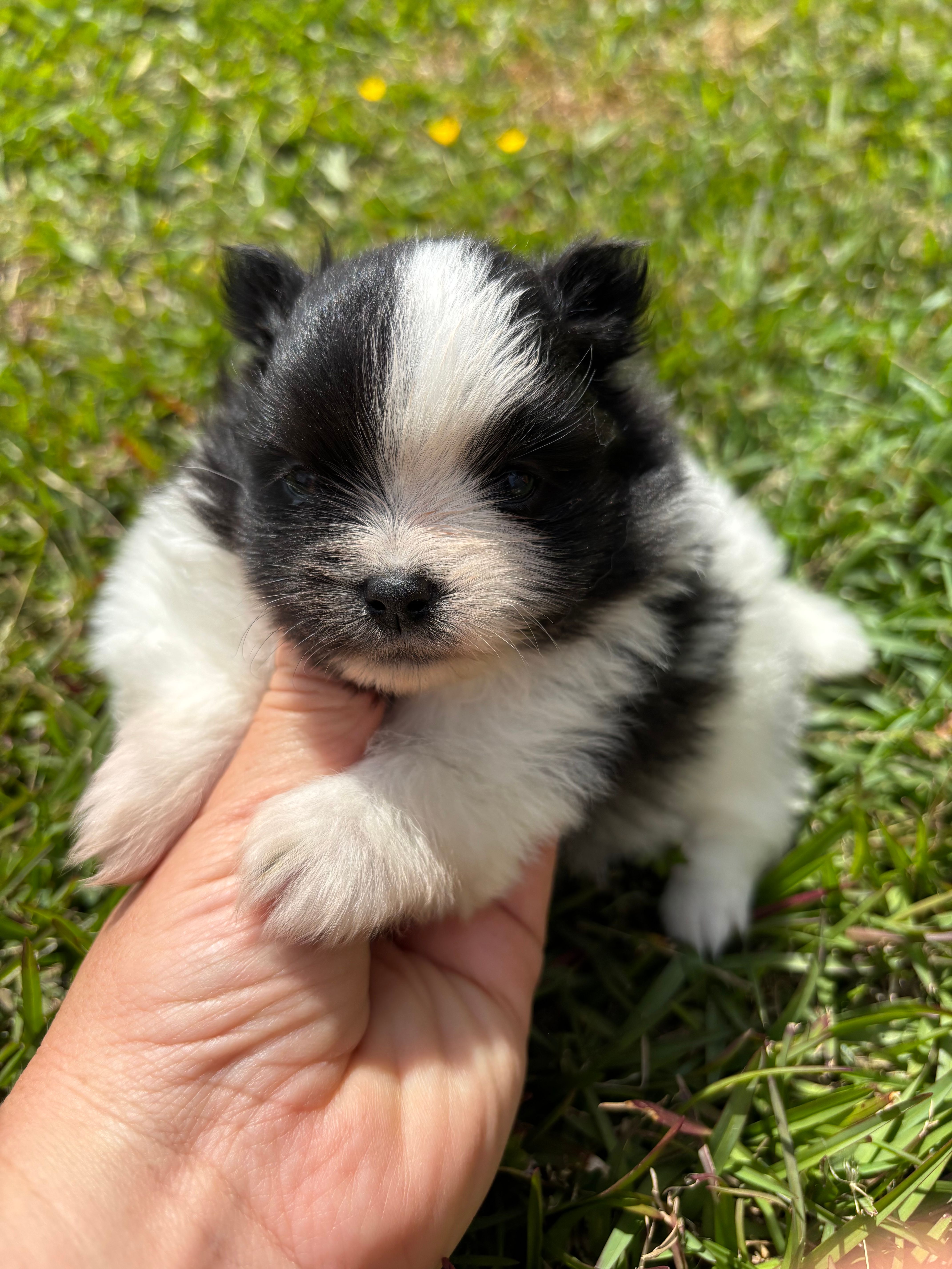 Akc black parti  – Pomeranian puppy for sale in Trion, GA