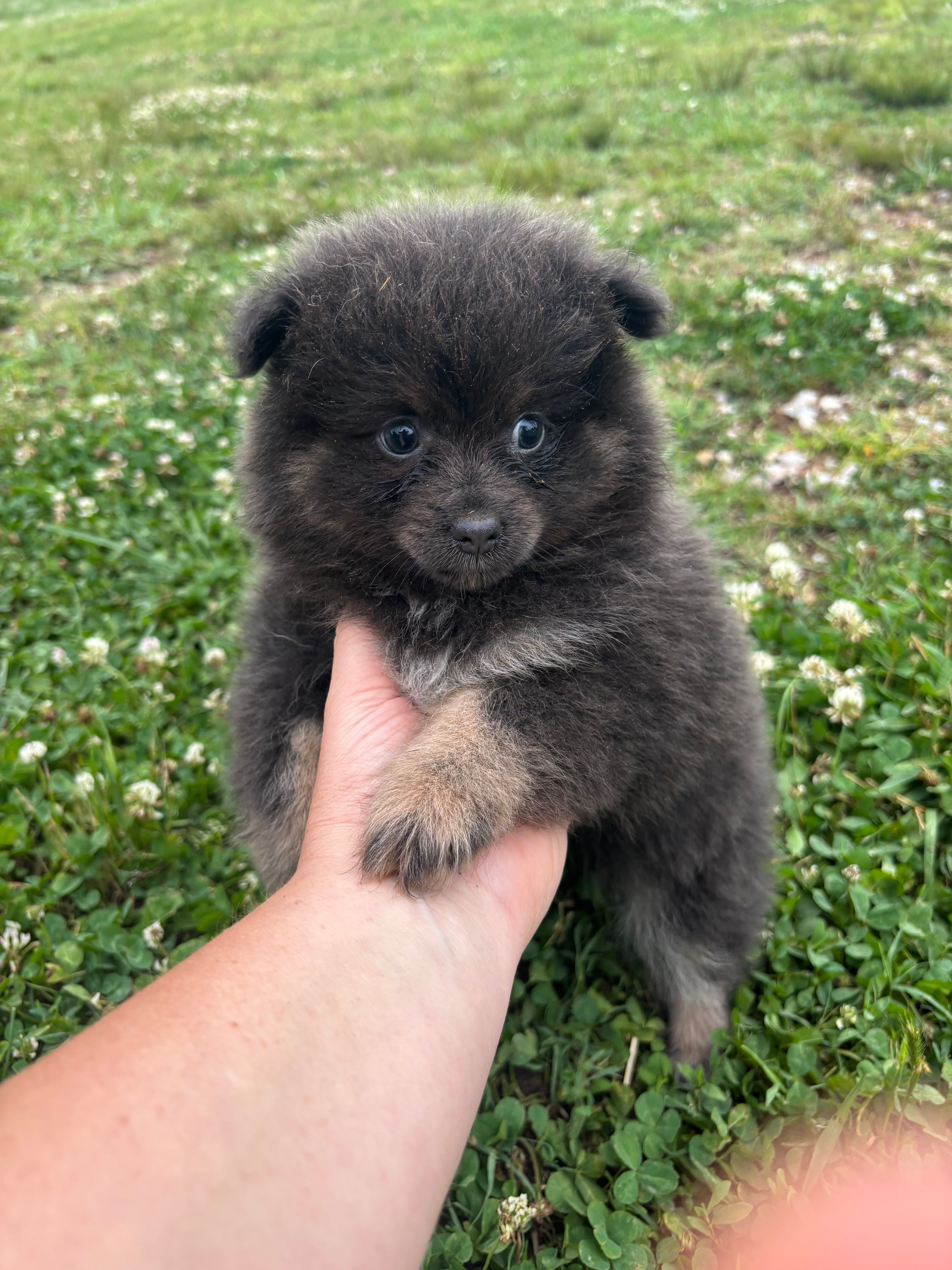 Akc blue  – Pomeranian puppy for sale in Trion, GA