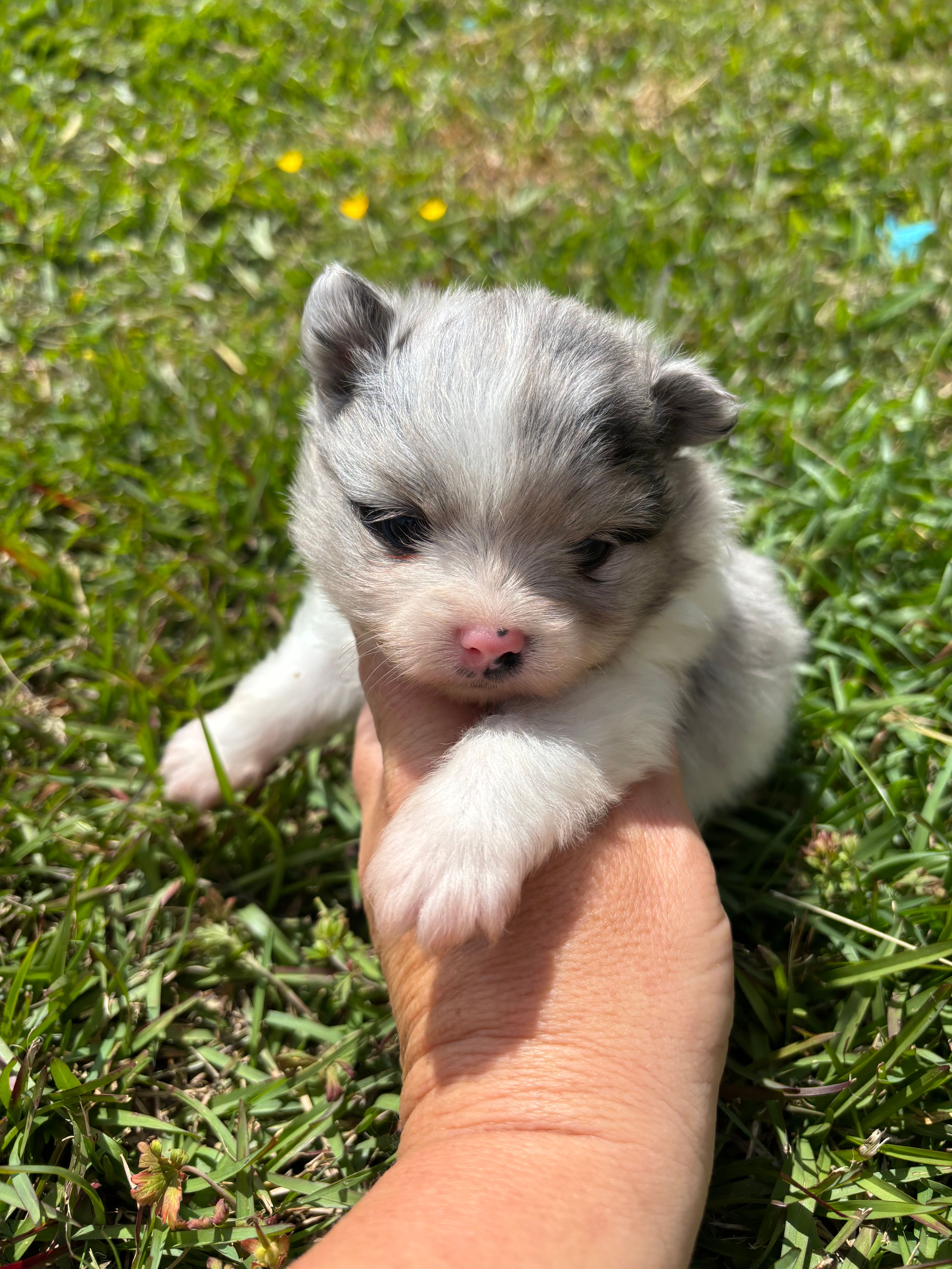 Akc blue Merle parti  – Pomeranian puppy for sale in Trion, GA