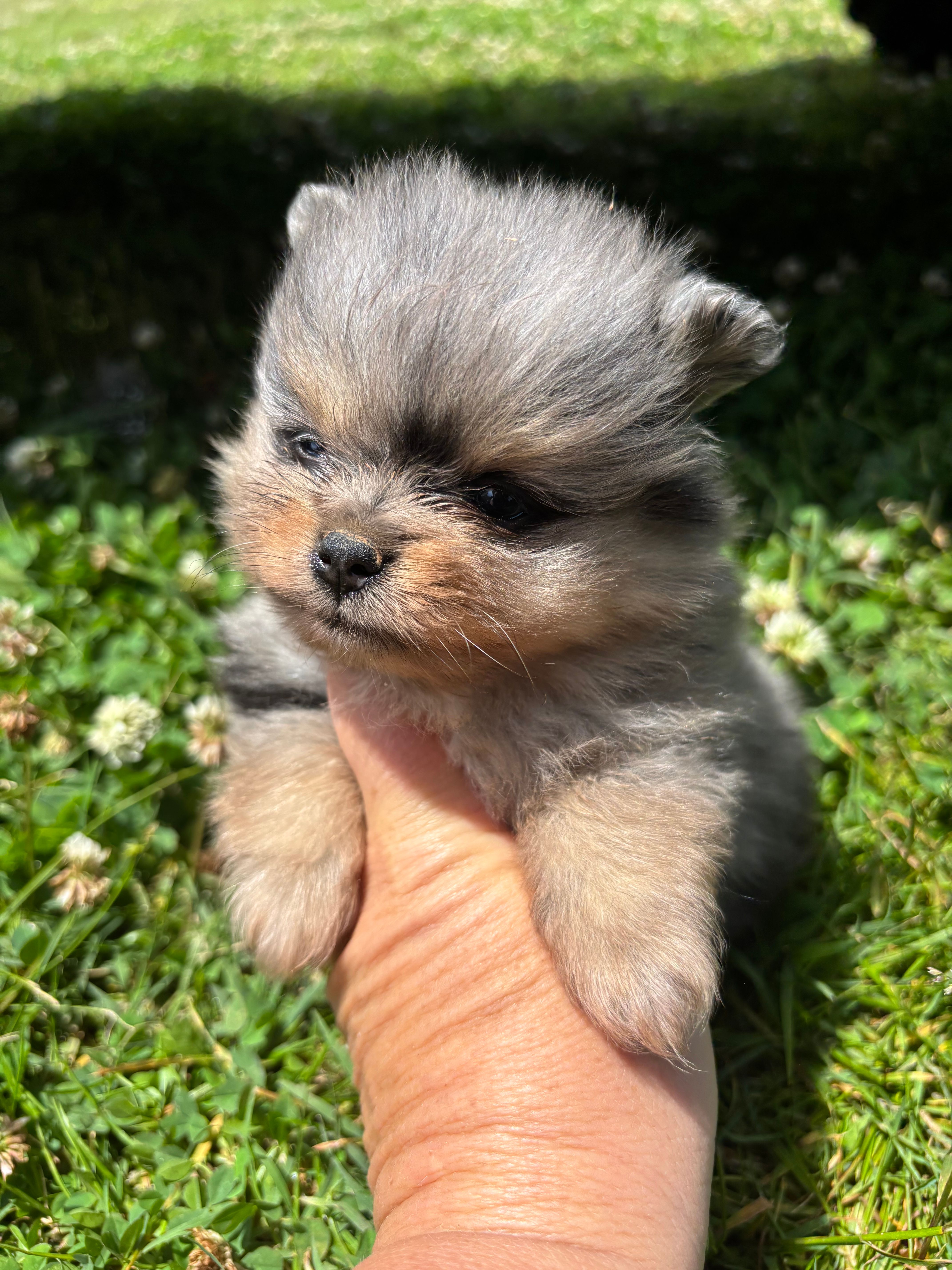 Akc blue Merle and tan  – Pomeranian puppy for sale in Trion, GA