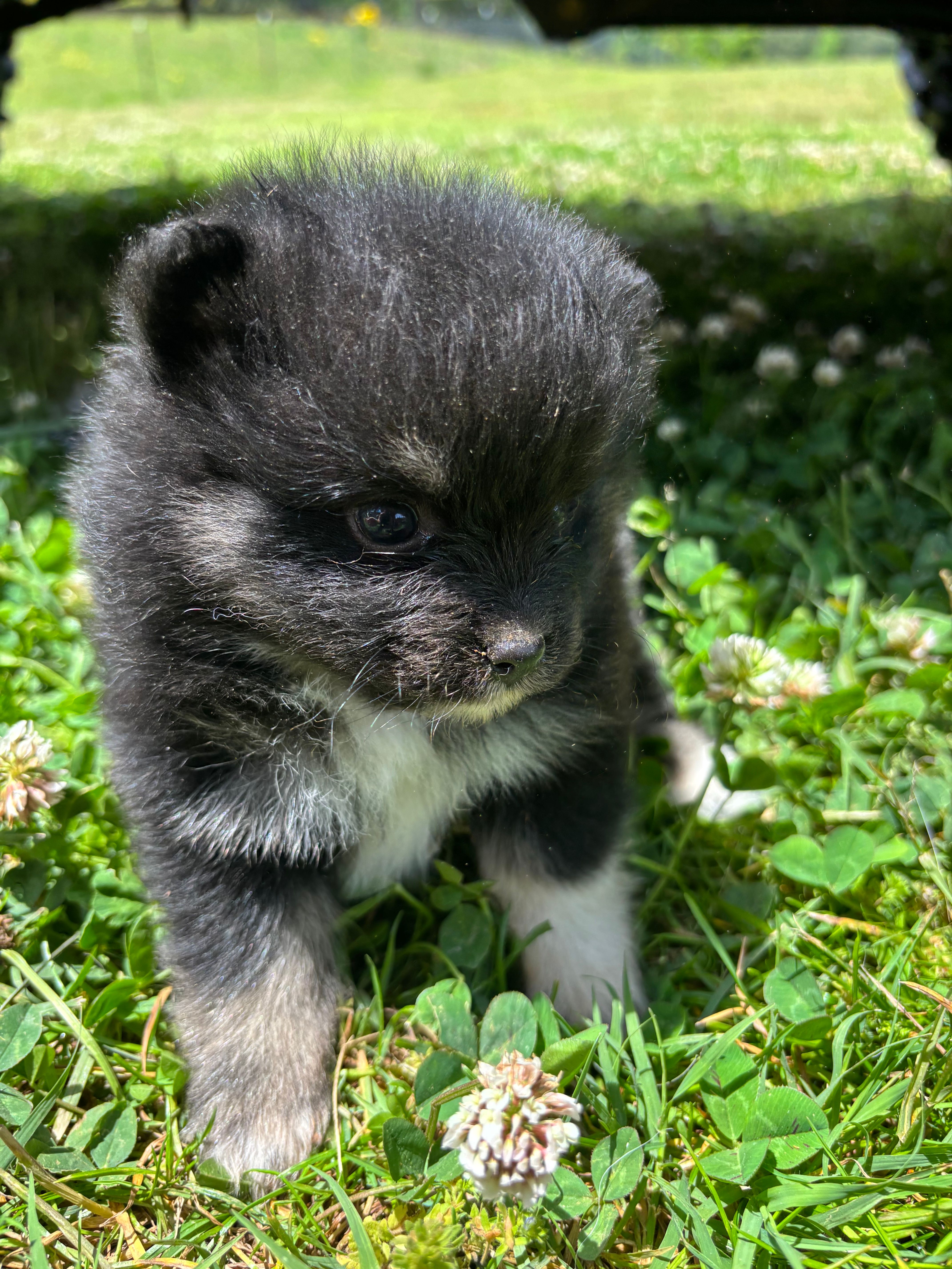 Akc black and tan  – Pomeranian puppy for sale in Trion, GA