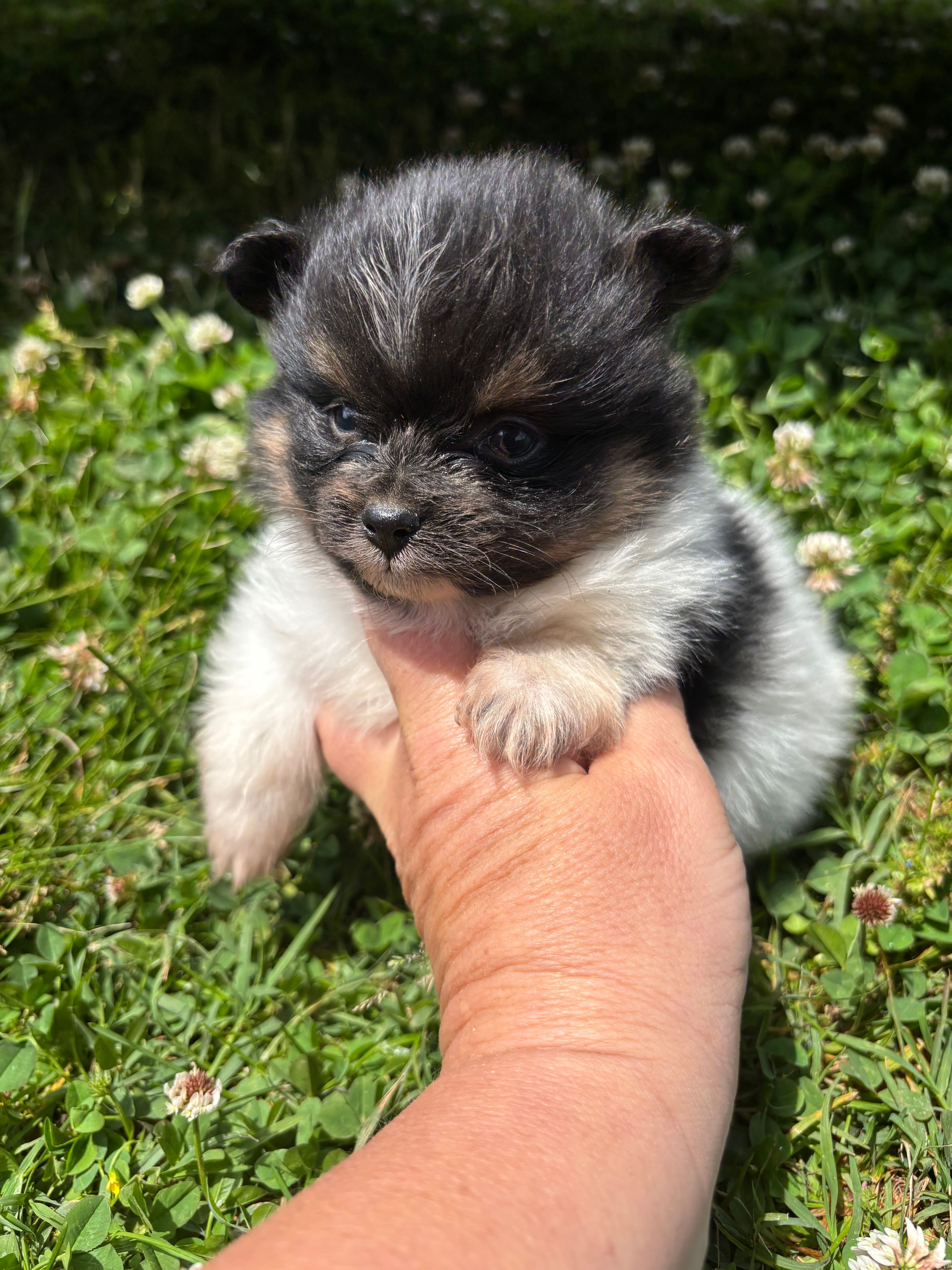 Akc tri parti  – Pomeranian puppy for sale in Trion, GA