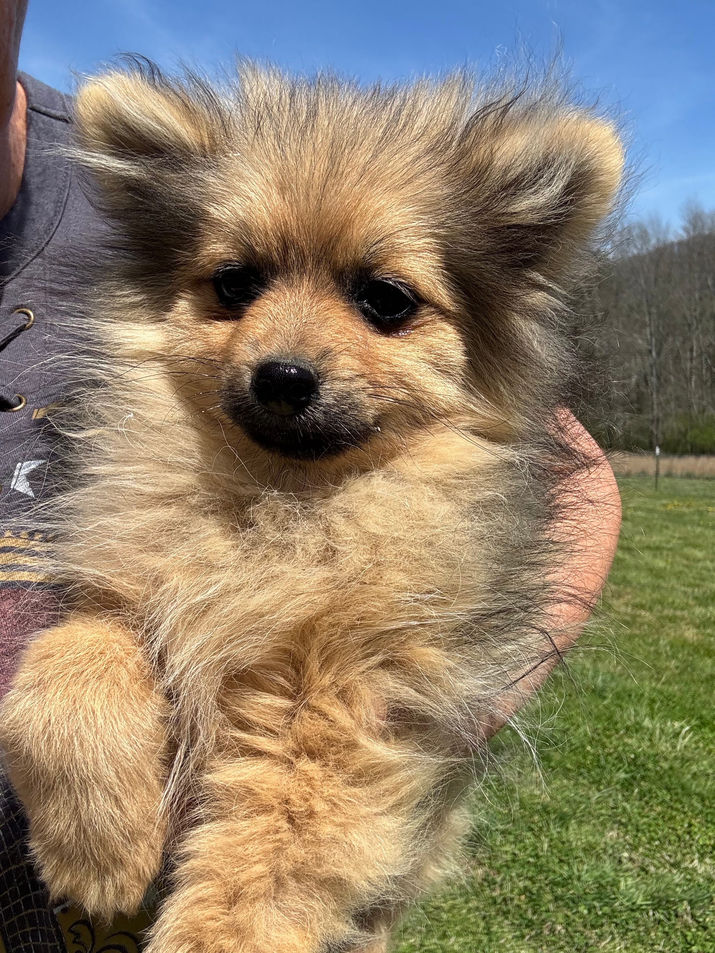 Akc orange sable boy – Pomeranian puppy for sale in Trion, GA