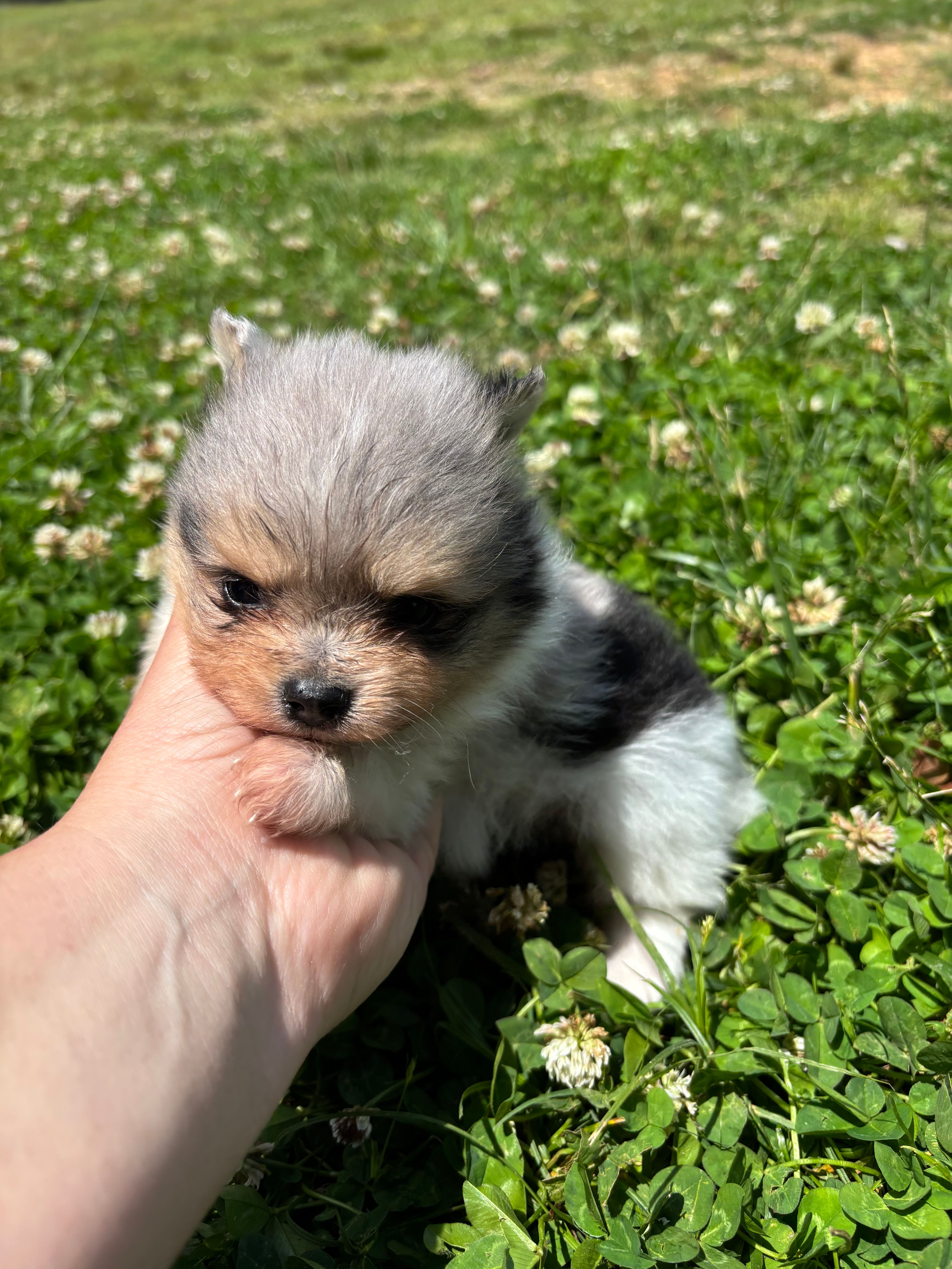 Ckc Merle girl  – Pomeranian puppy for sale in Trion, GA