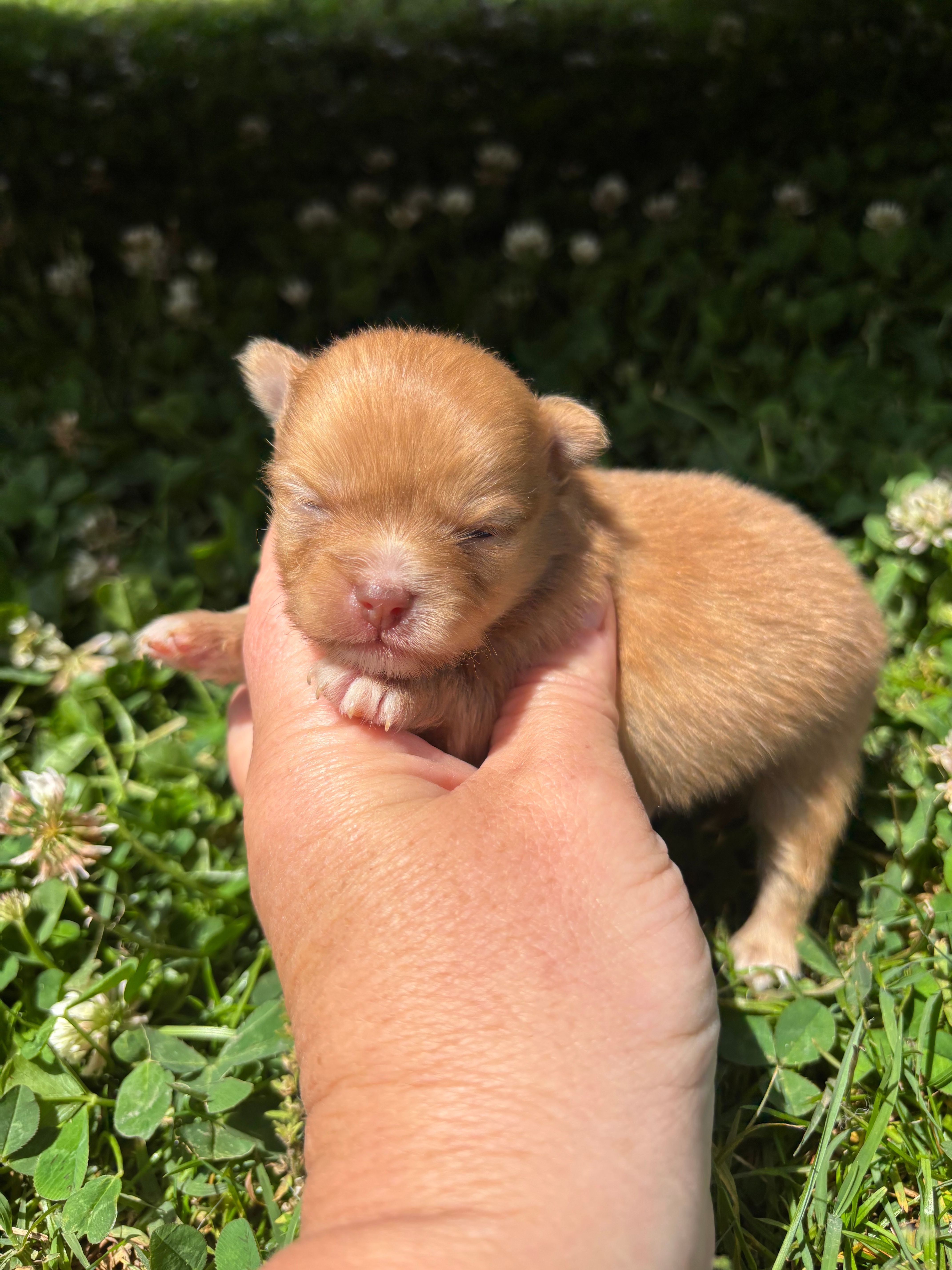 Ckc orange boy  – Pomeranian puppy for sale in Trion, GA