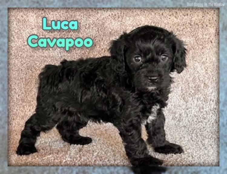 Luca – Cavapoo puppy for sale in North Canton, OH