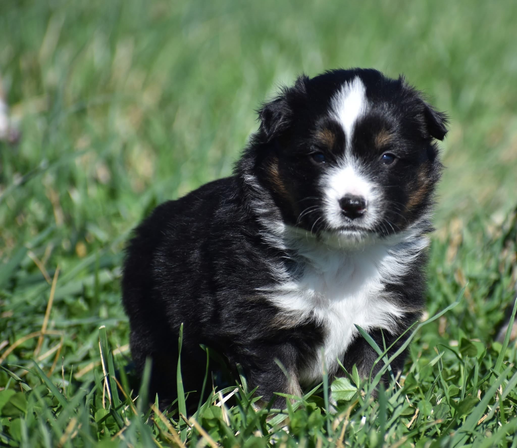 Norway – Miniature Australian Shepherd puppy for sale in Mount Airy, NC