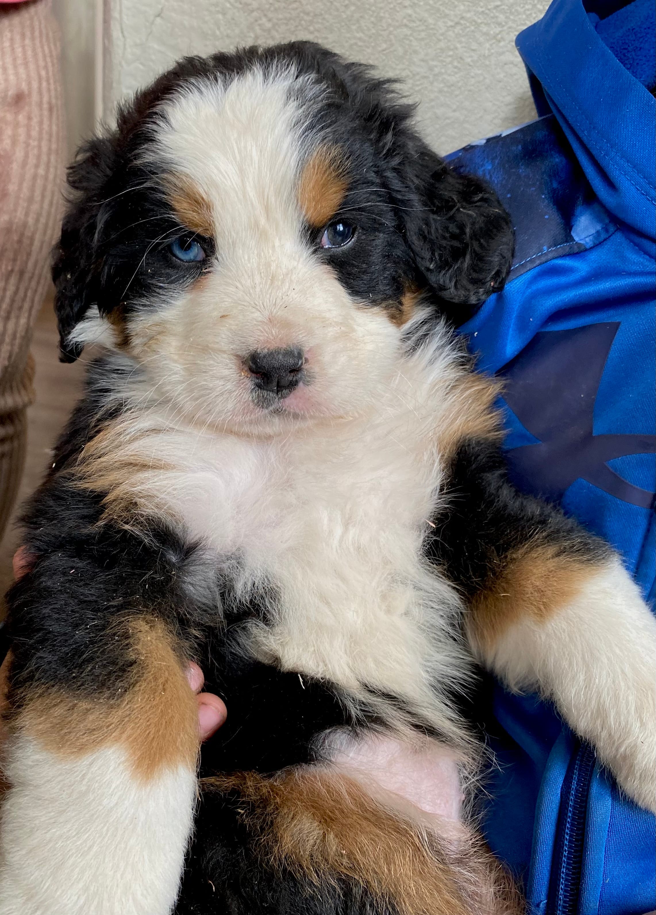 Bernese mountain dog AKC – Bernese Mountain Dog puppy for sale in Yacolt, WA