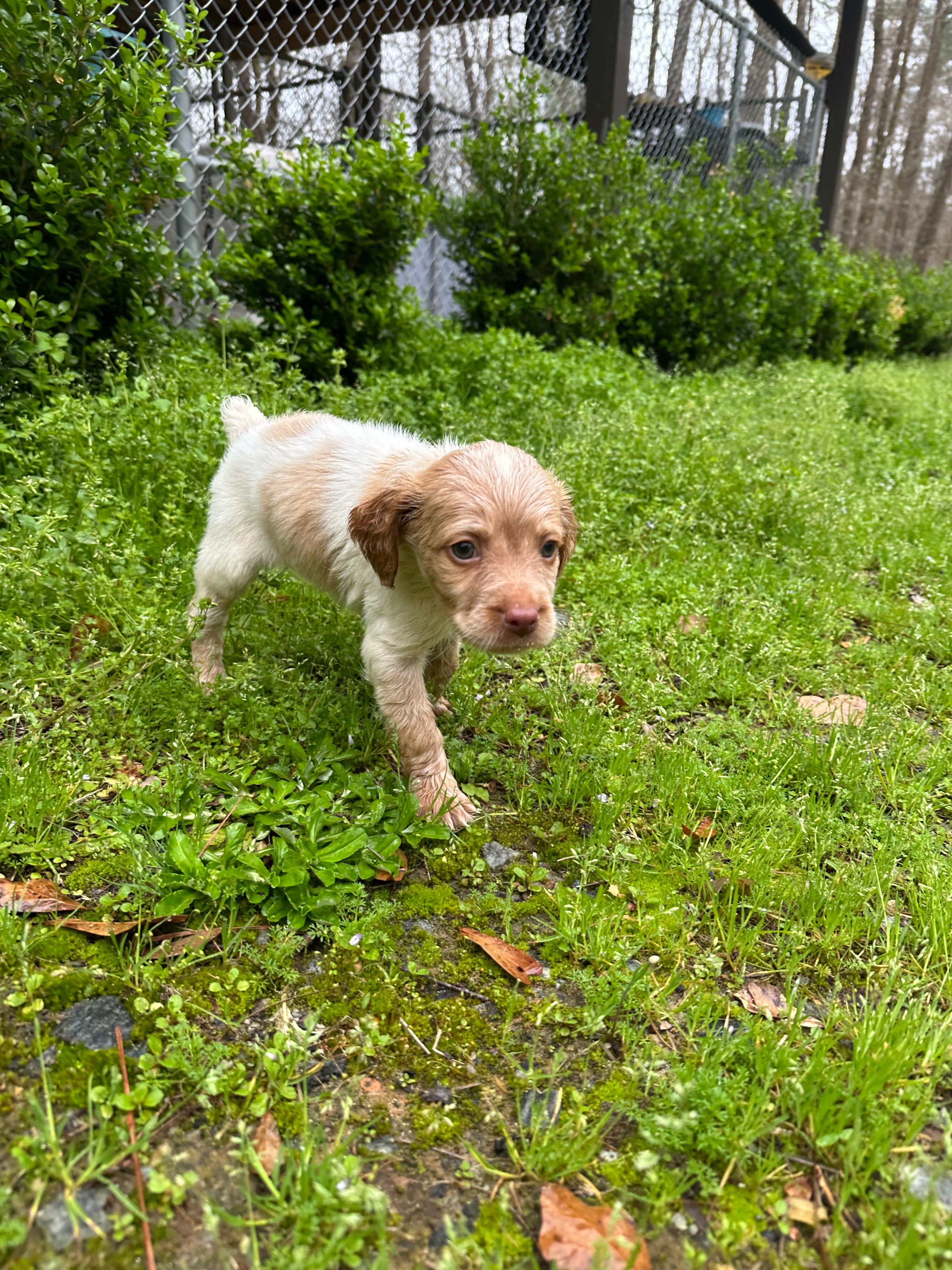 Sunny (ROAN) – Brittany puppy for sale in Juliette, GA