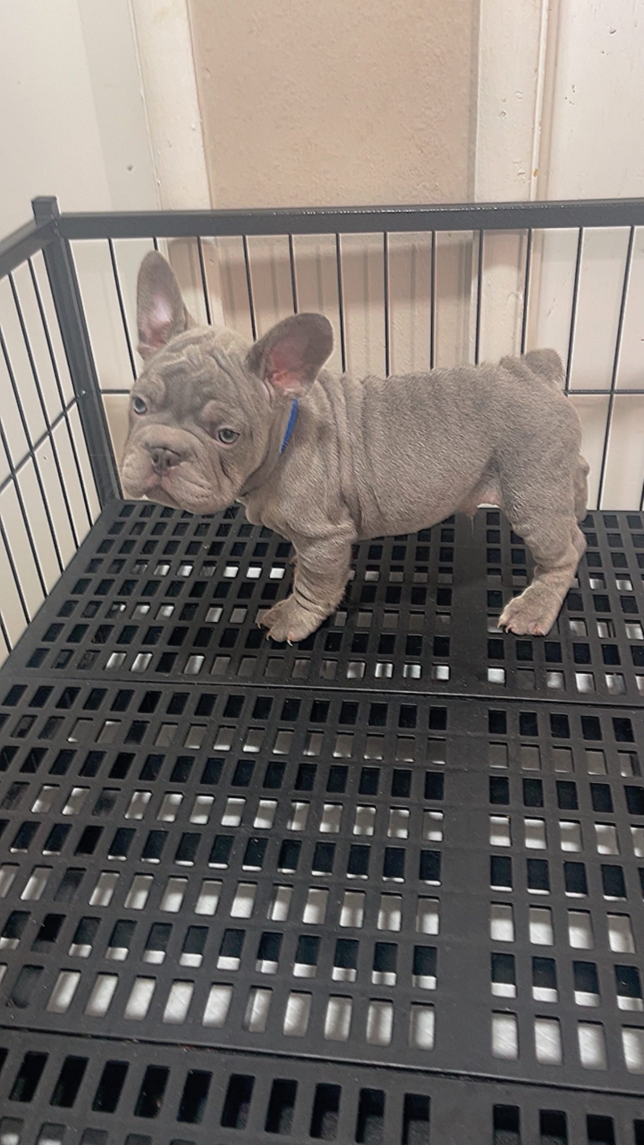 Mufasa Junior – French Bulldog puppy for sale in Turlock, CA