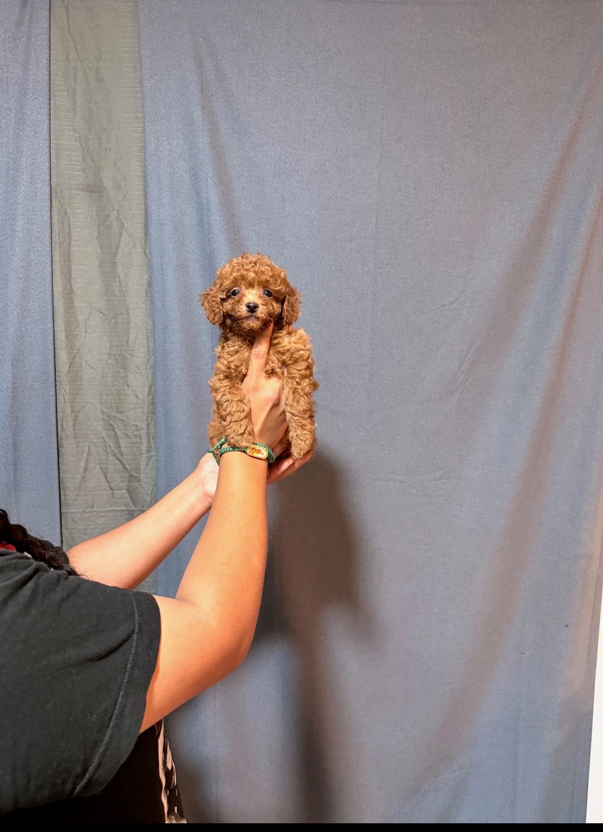 Red mini poodle – Poodle - Miniature  puppy for sale in Turlock, CA
