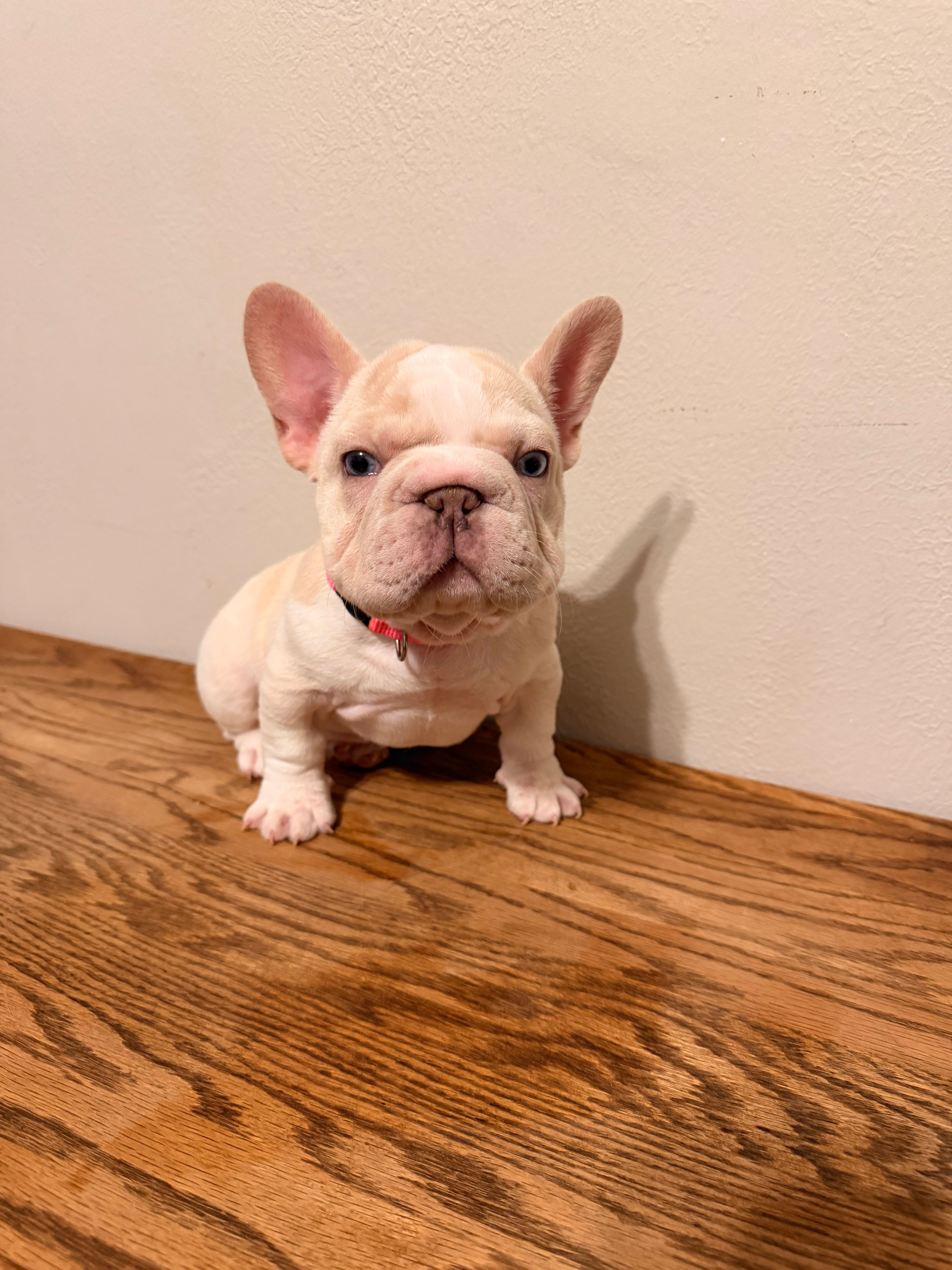 Pink – French Bulldog puppy for sale in Turlock, CA