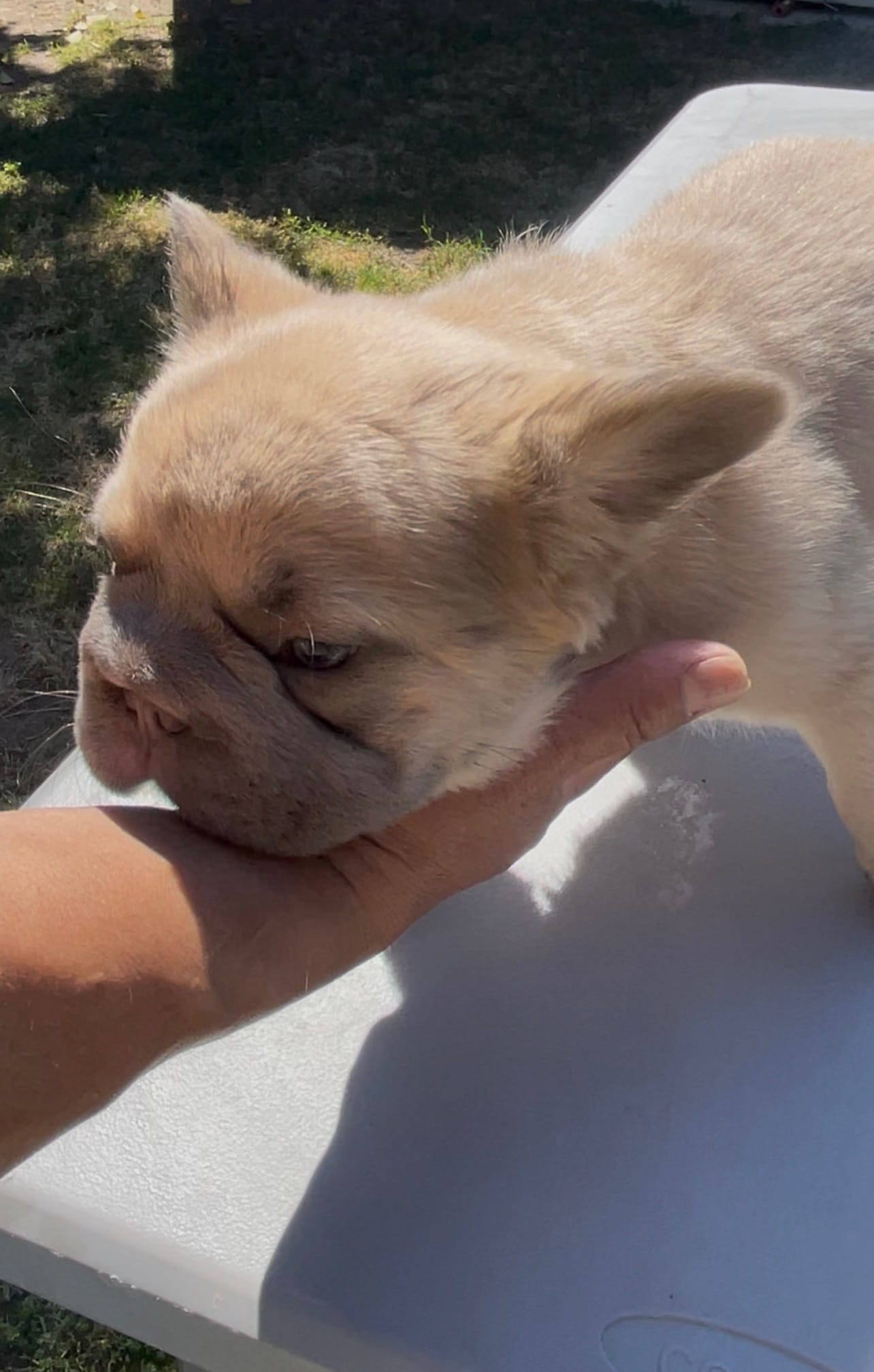 Strawberry – French Bulldog puppy for sale in Turlock, CA