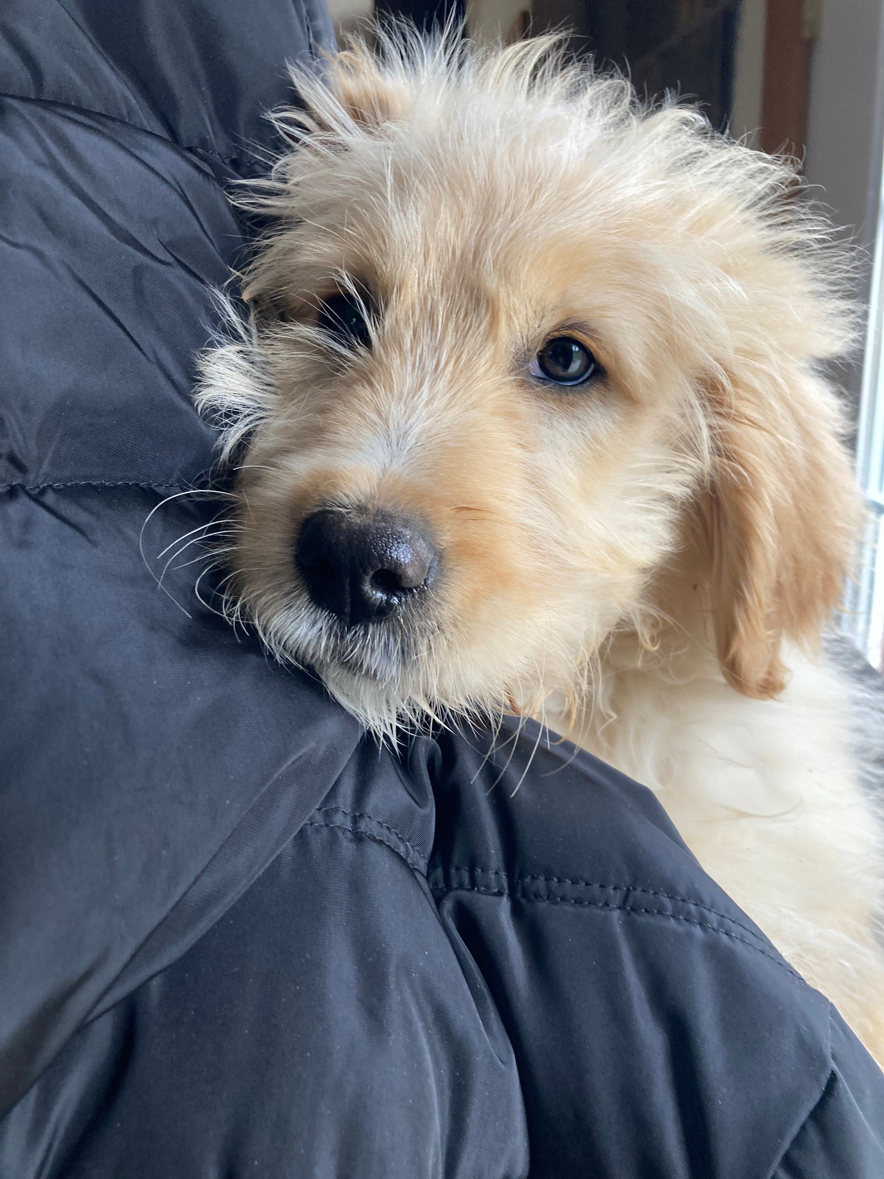 Buster – Miniature Goldendoodle puppy for sale in Dayton, OH