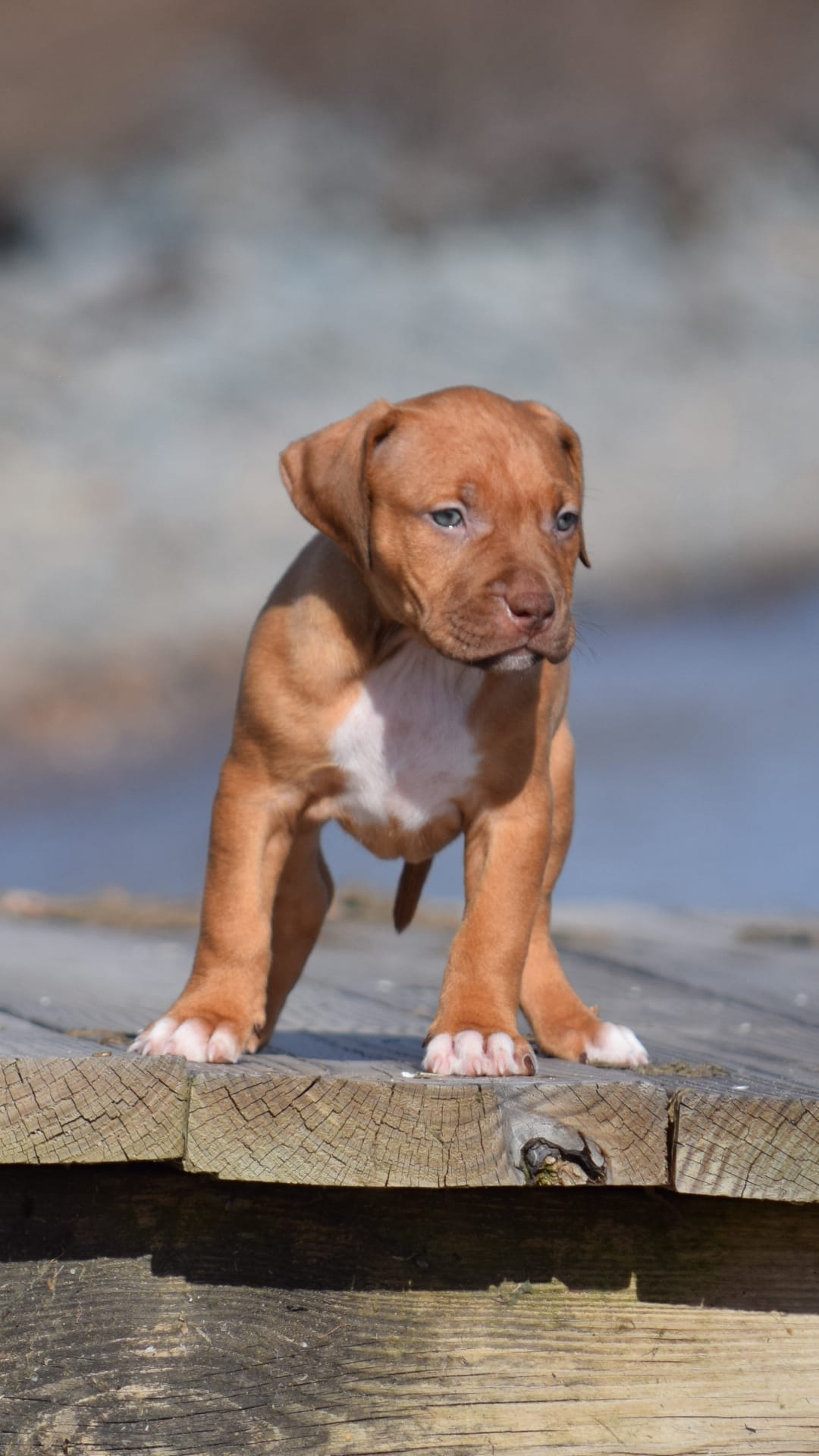 Cera – American Pit Bull Terrier puppy for sale in Wilmington, DE