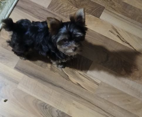 Willow – Yorkshire Terrier puppy for sale in Indianapolis, IN