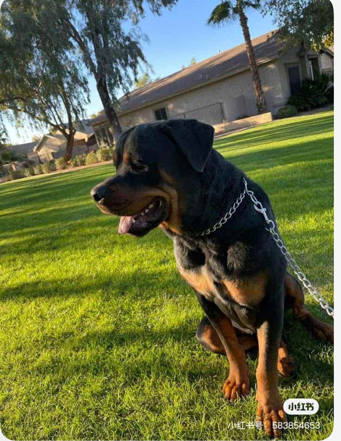 Budro – Rottweiler puppy for sale in Lufkin, TX