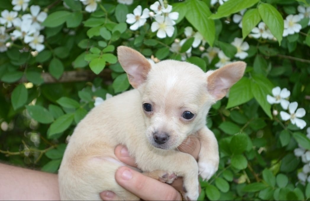 Gizmo – Chihuahua puppy for sale in Mountain Grove, MO