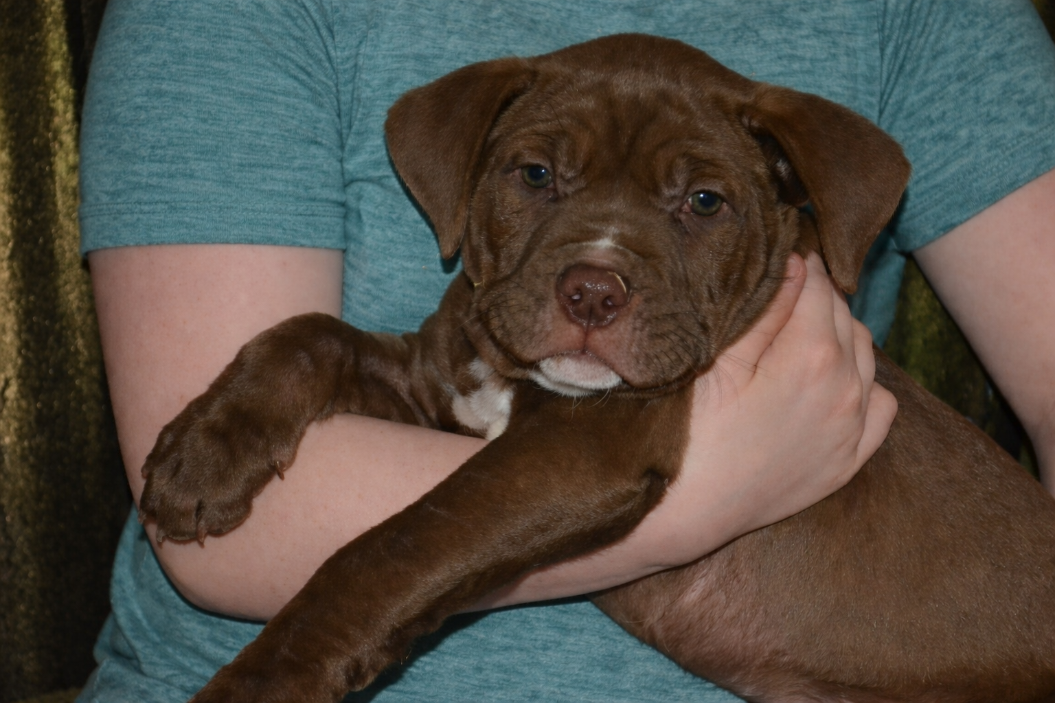 Brownie  – American Bully puppy for sale in Mountain Grove, MO