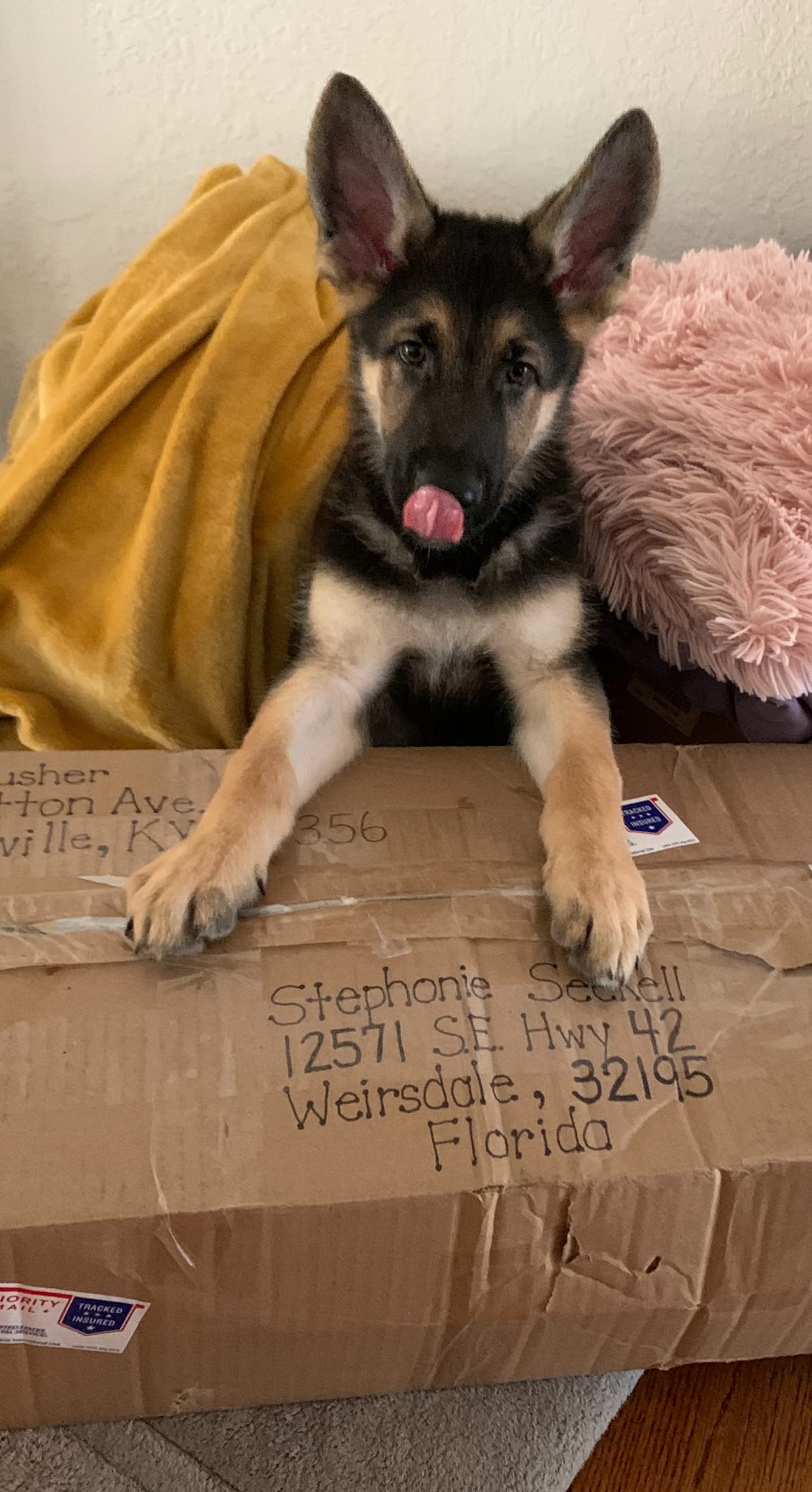 Krypto  – German Shepherd Dog puppy for sale in Weirsdale, FL
