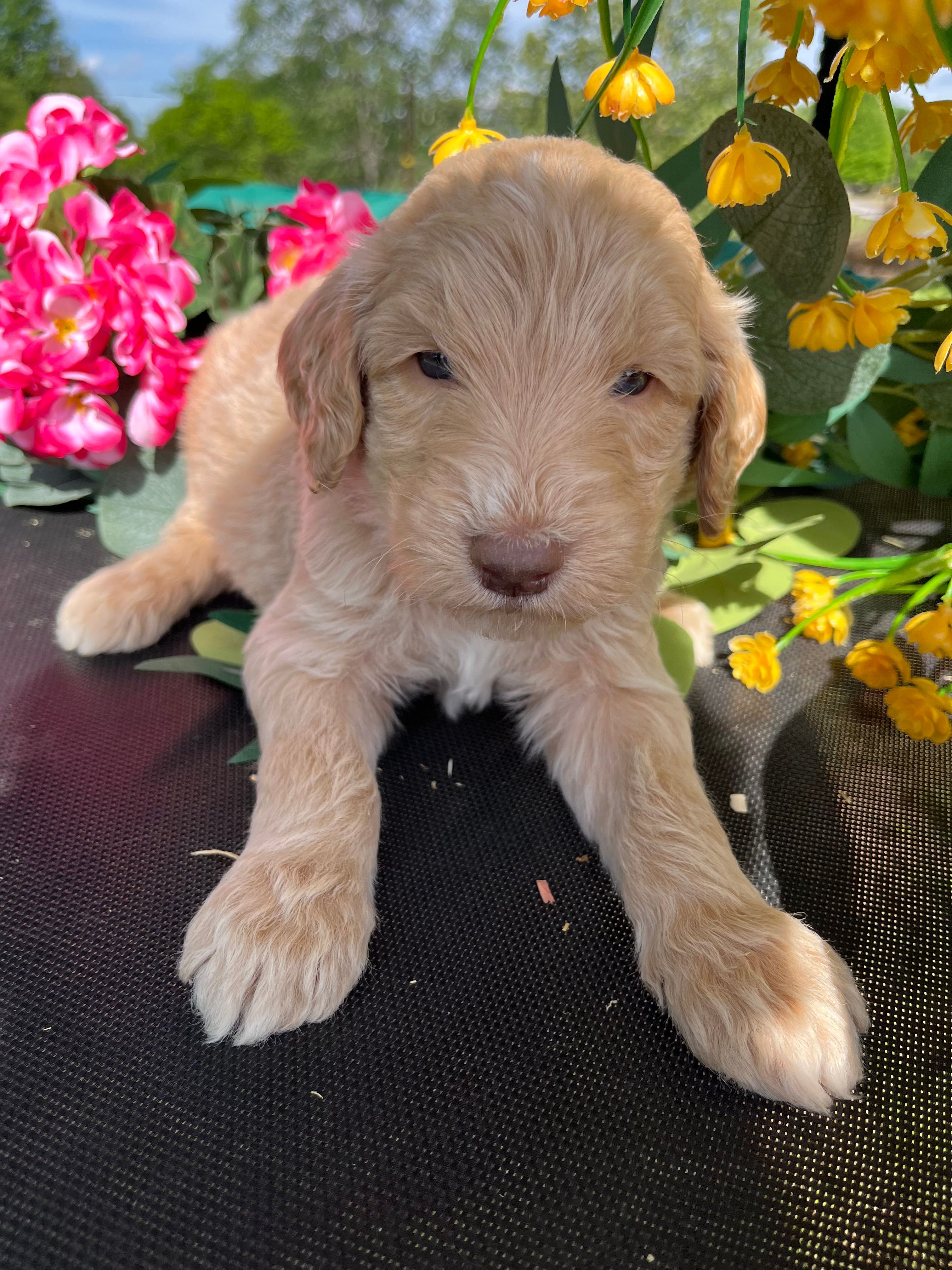 Orange Boy – Goldendoodle puppy for sale in Morrison, TN