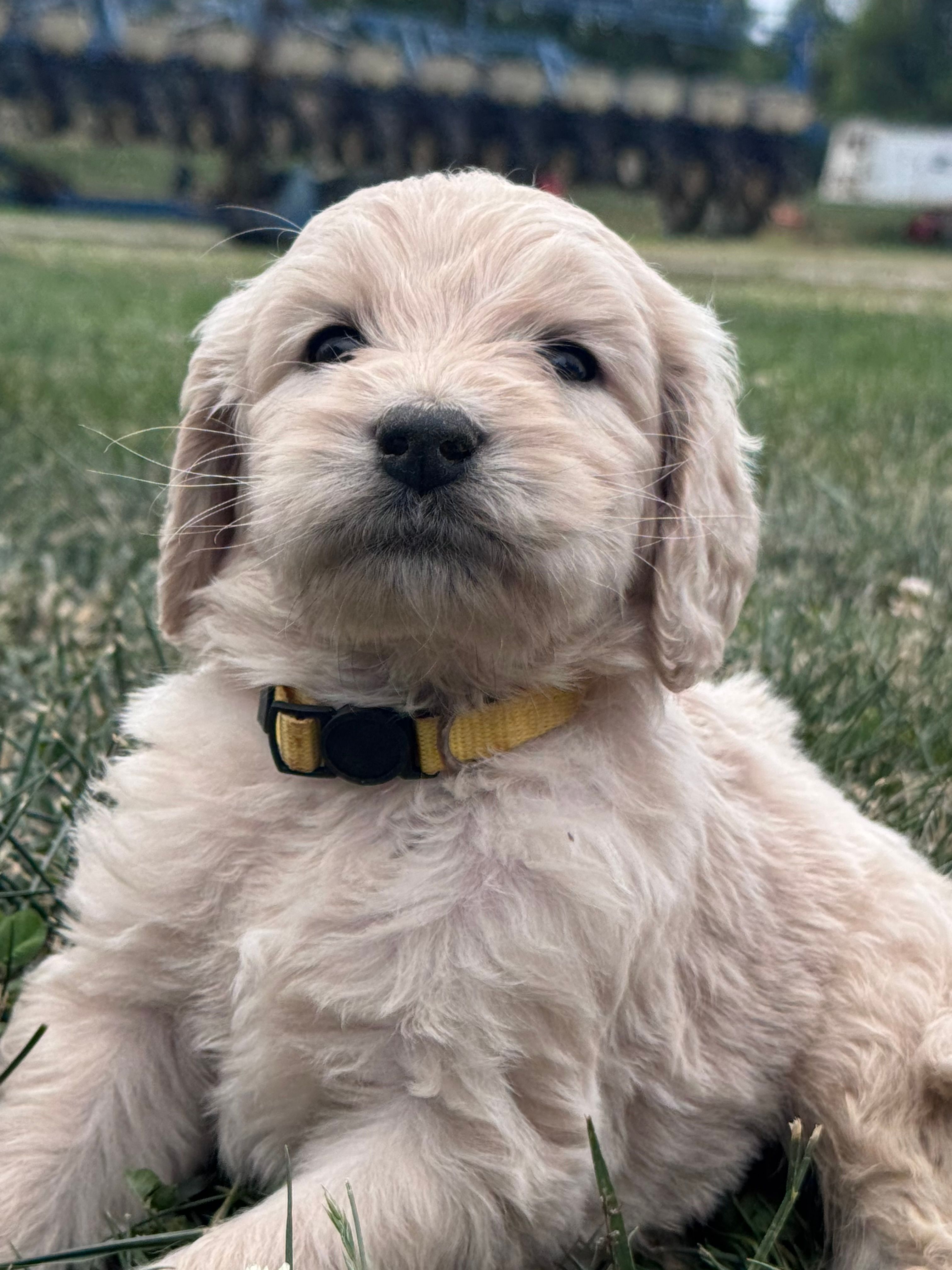Yellow Boy – Goldendoodle puppy for sale in Morrison, TN