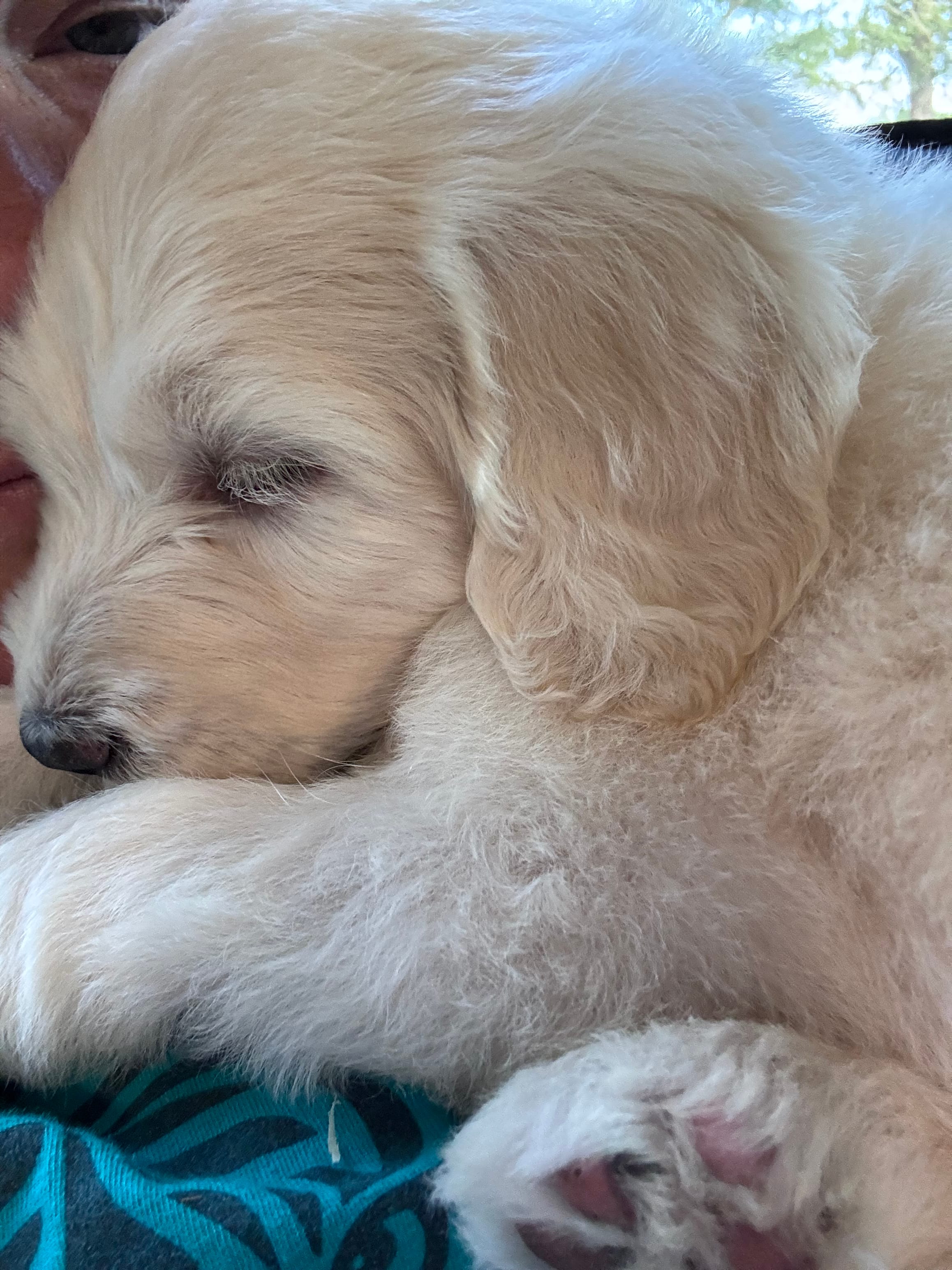 Turquoise Girl – Goldendoodle puppy for sale in Morrison, TN