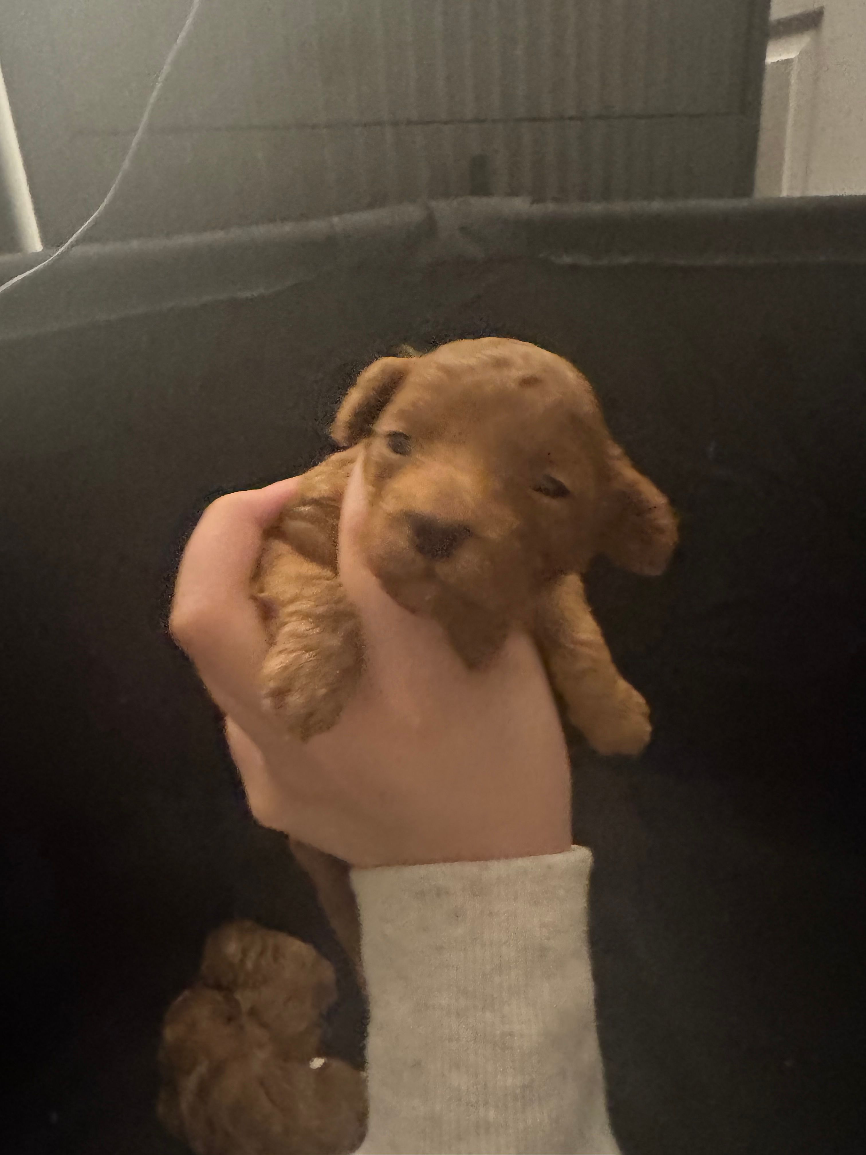 Gom – Poodle - Toy  puppy for sale in Spokane Valley, WA