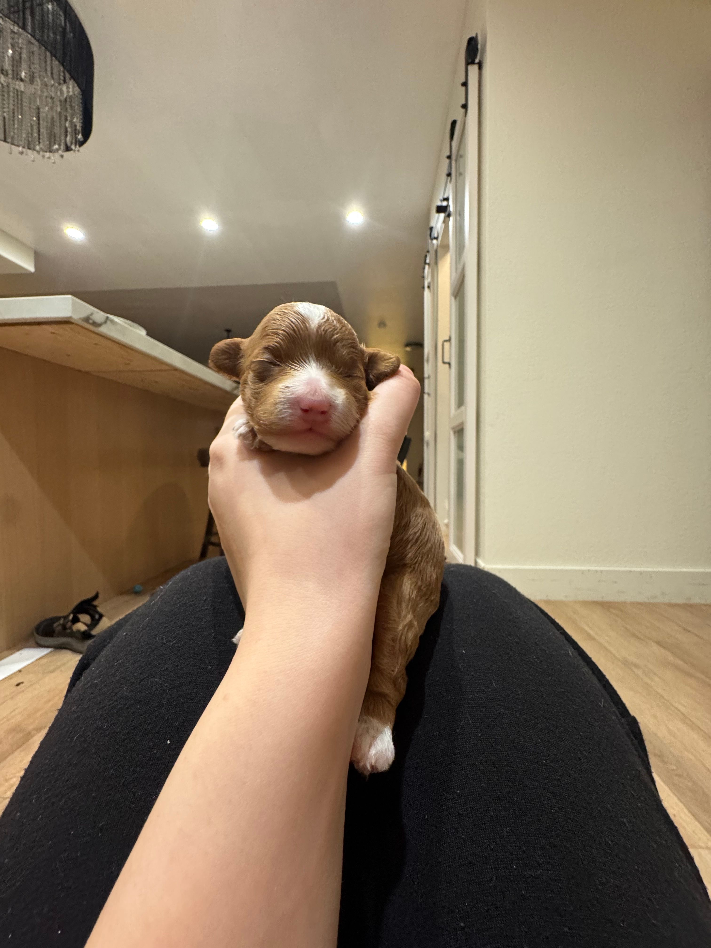 Agi – Poodle - Toy  puppy for sale in Spokane Valley, WA