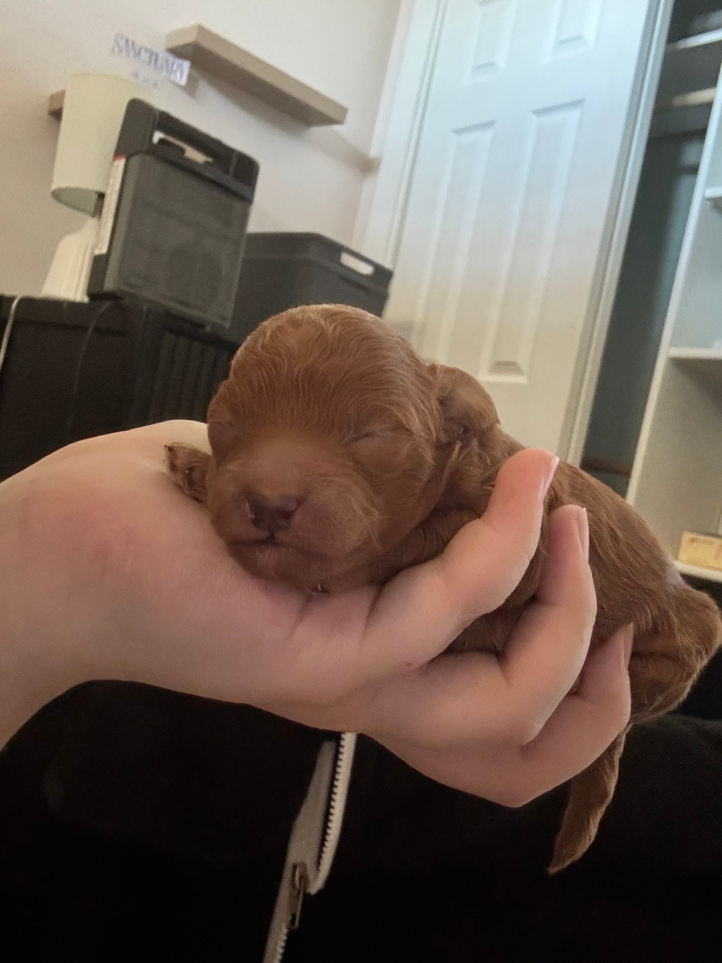 Gom – Poodle - Toy  puppy for sale in Spokane Valley, WA