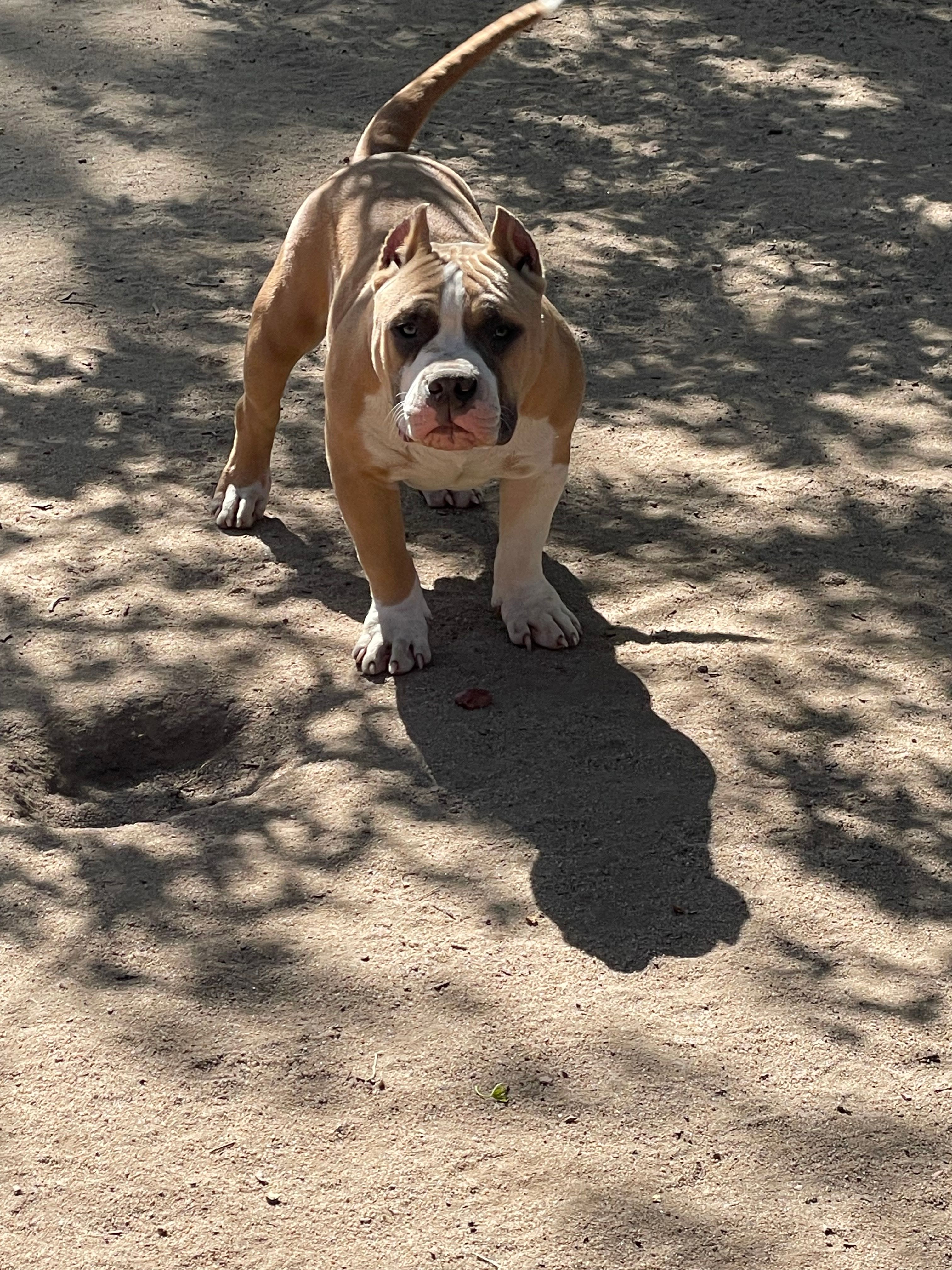 Grizzle  – American Bully puppy for sale in Colorado Springs, CO