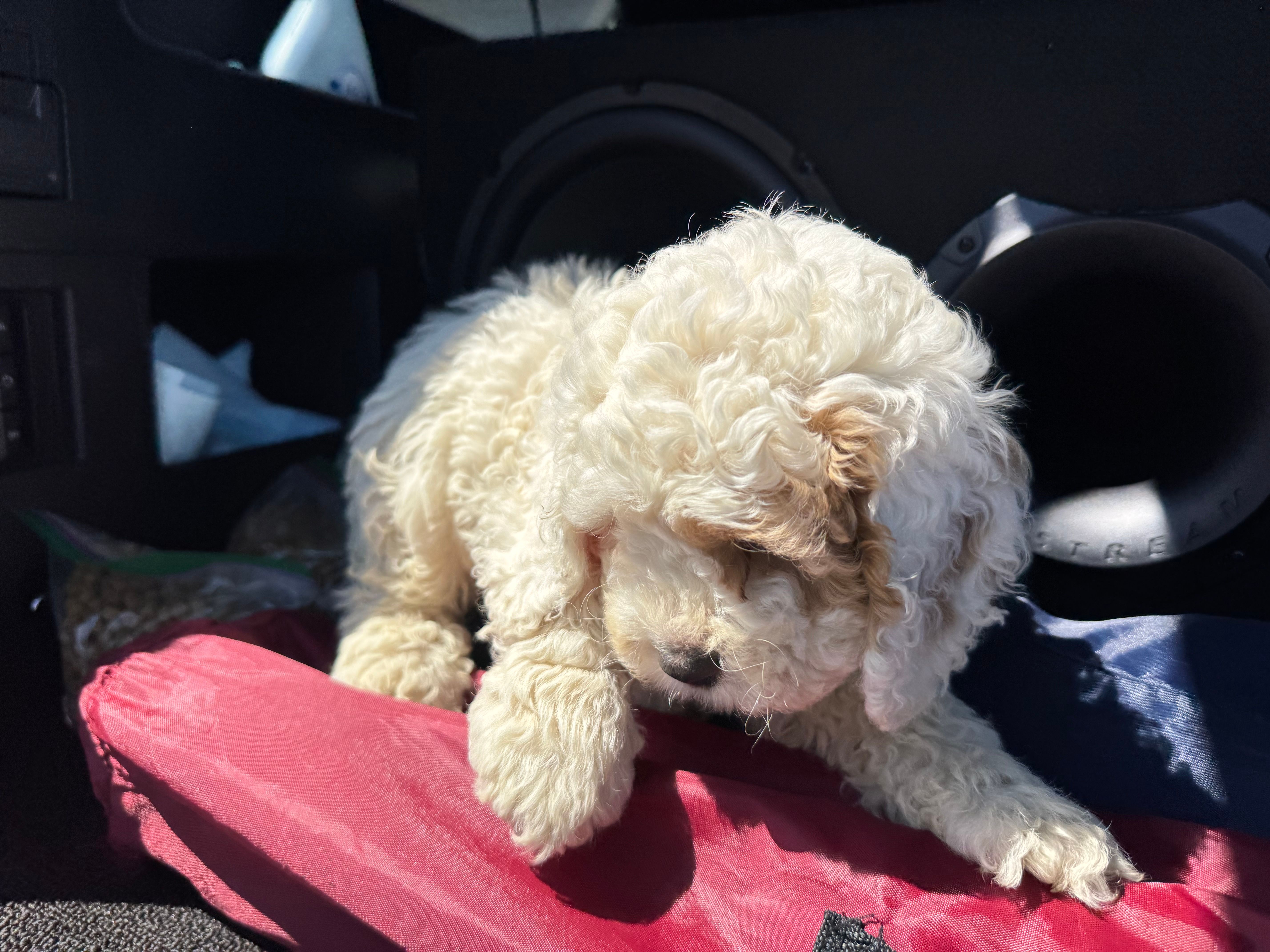 Freddy  – Cockapoo puppy for sale in Carteret, NJ