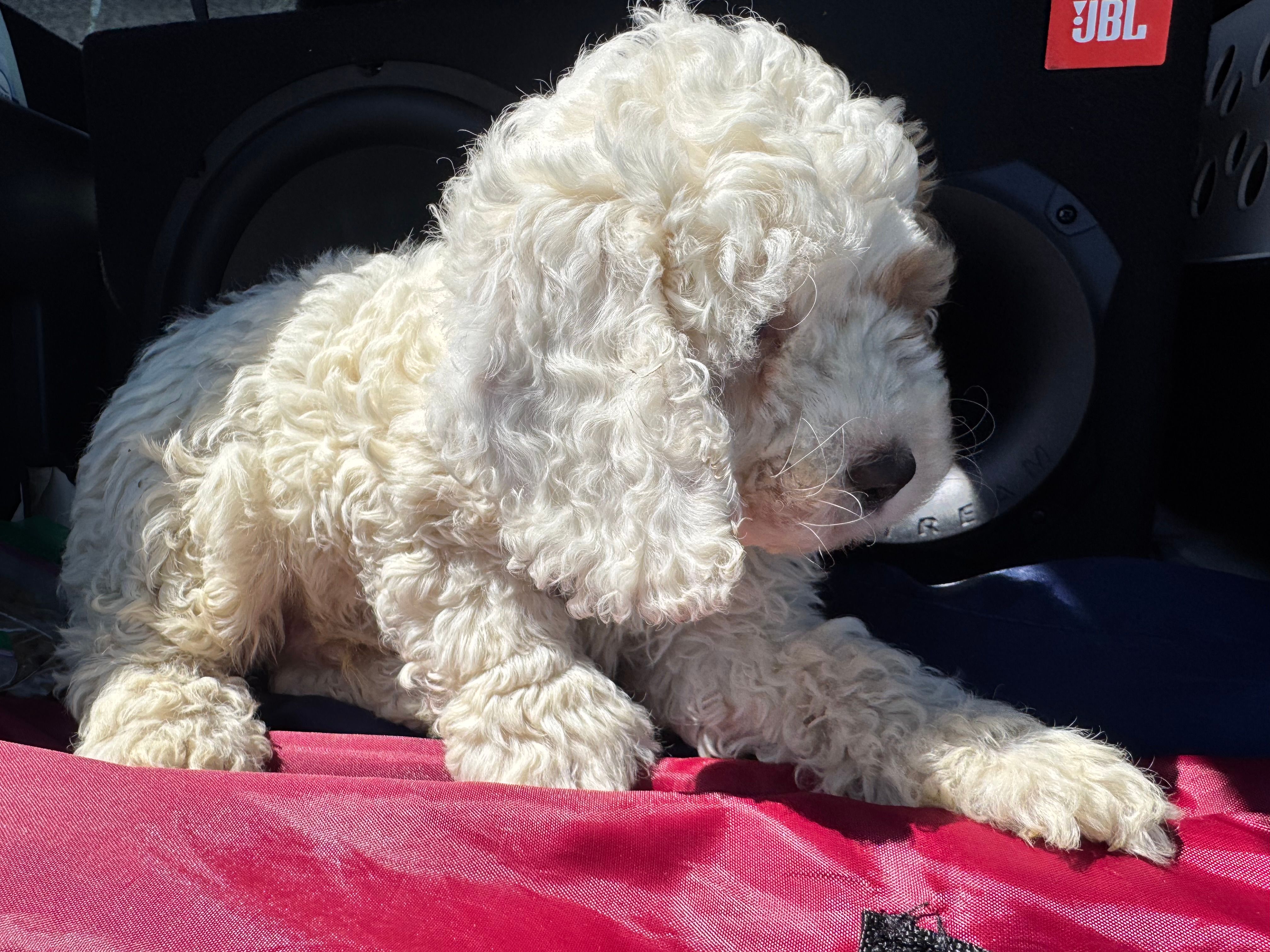 Freddy  – Cockapoo puppy for sale in Carteret, NJ