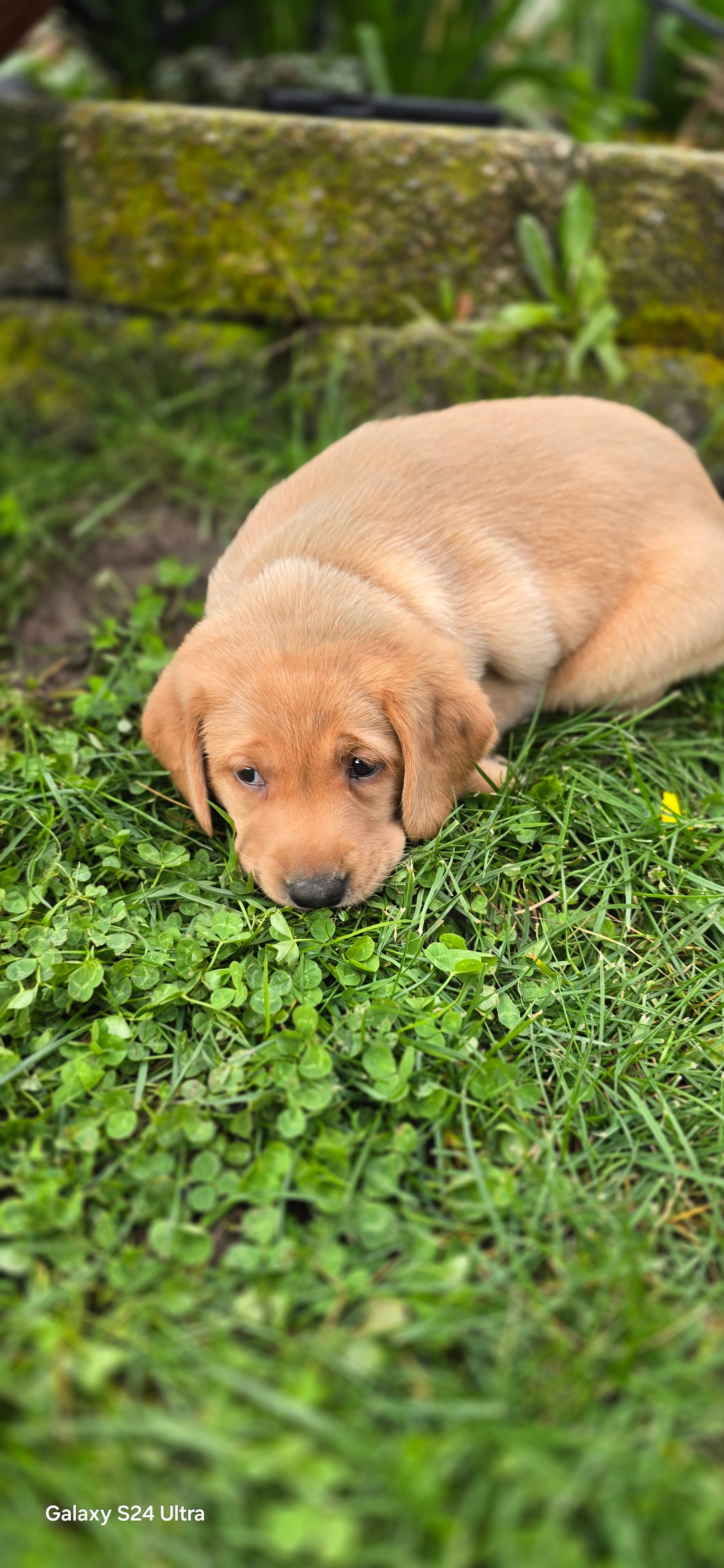 Puppy – Labrador Retriever puppy for sale in Milton, WA
