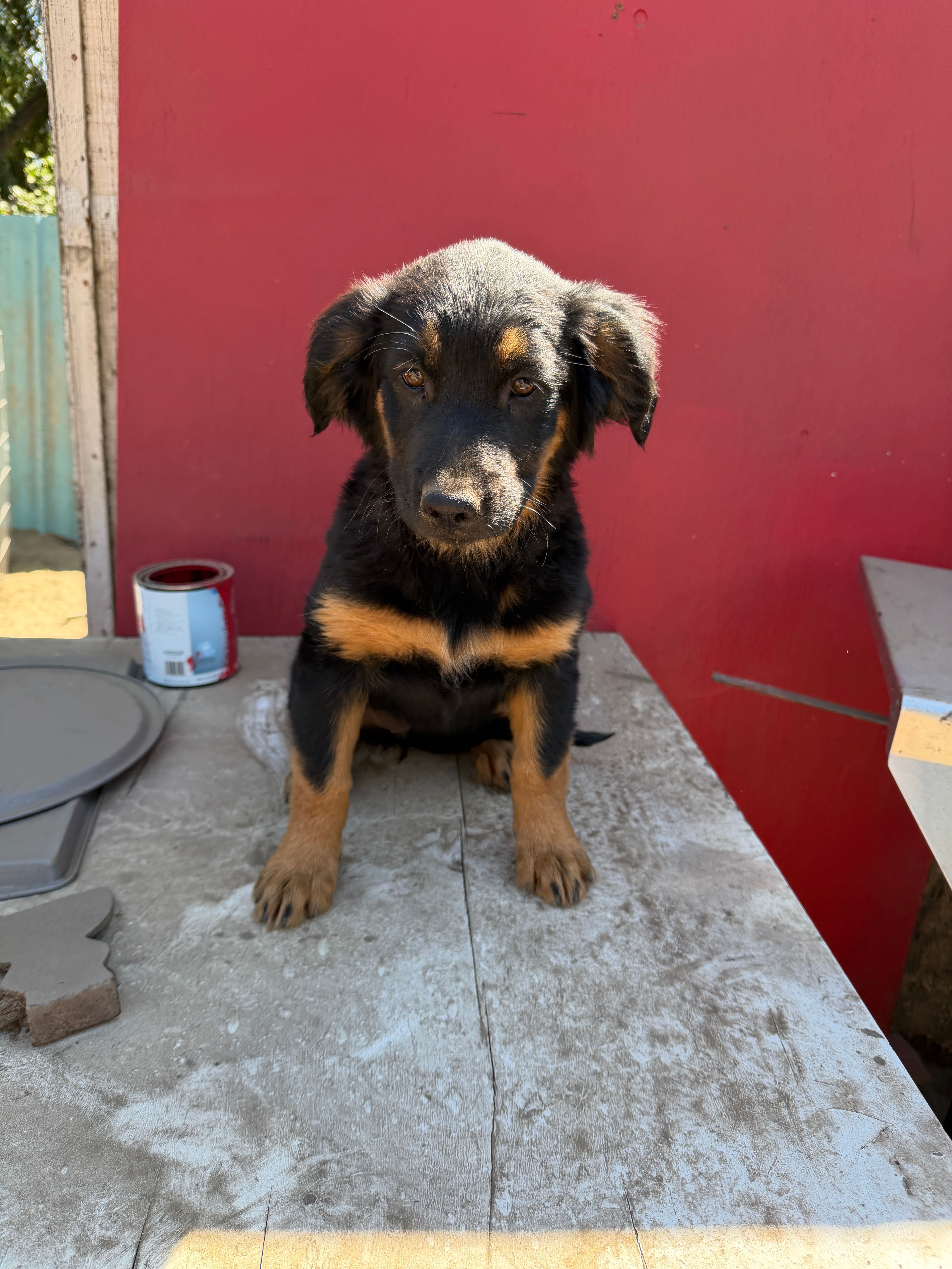 About Golden retriever mix with German shepherd / border collie – German Shepherd Dog, Golden Retriever puppy for sale in Fontana, CA