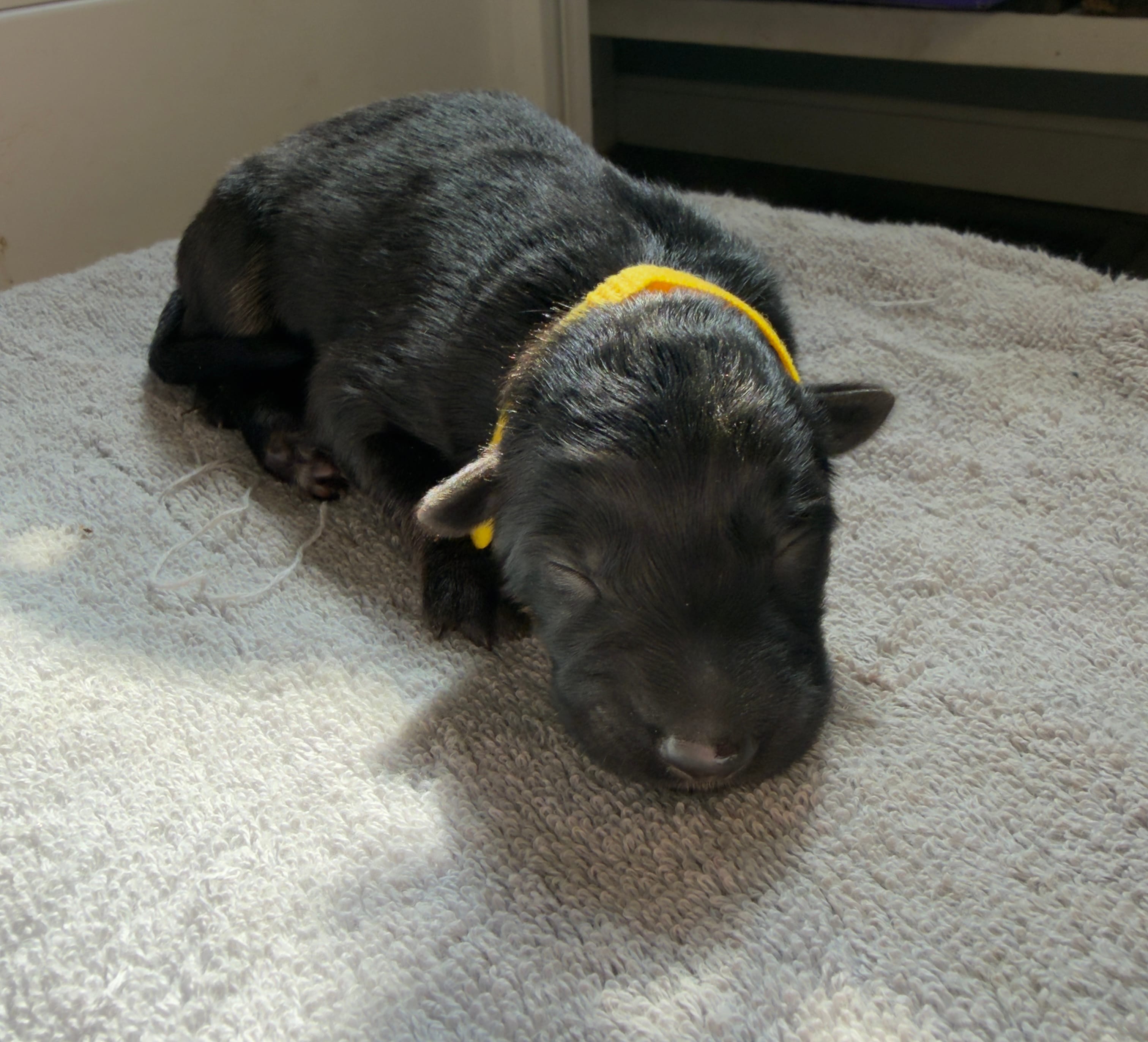 Long Coat German Shepherd- Yellow Female – German Shepherd Dog puppy for sale in Crooksville, OH