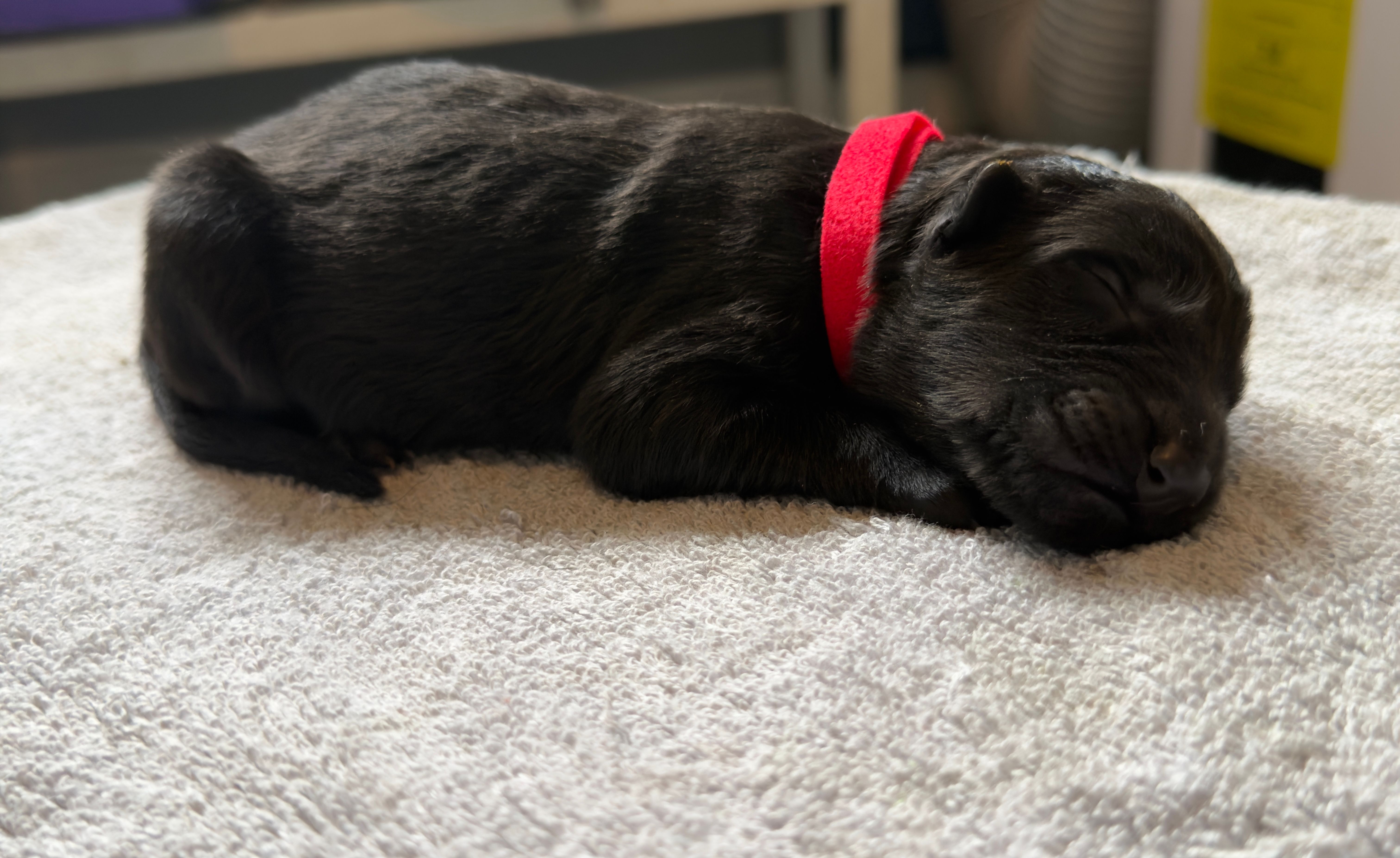 Long Coat German Shepherd- Red Male – German Shepherd Dog puppy for sale in Crooksville, OH