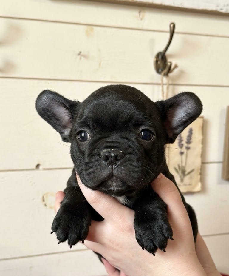 Puppy1 – French Bulldog, Frenchton puppy for sale in Fairfield, ME
