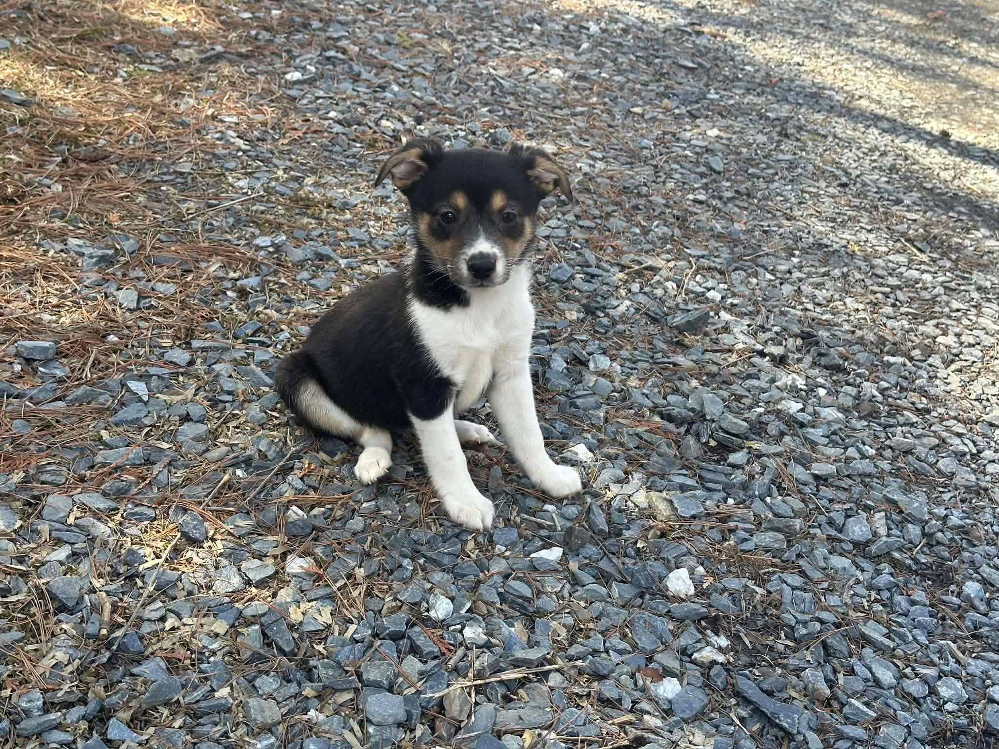 Posey – Jack Russell Terrier, Chihuahua puppy for sale in Fairfield, ME